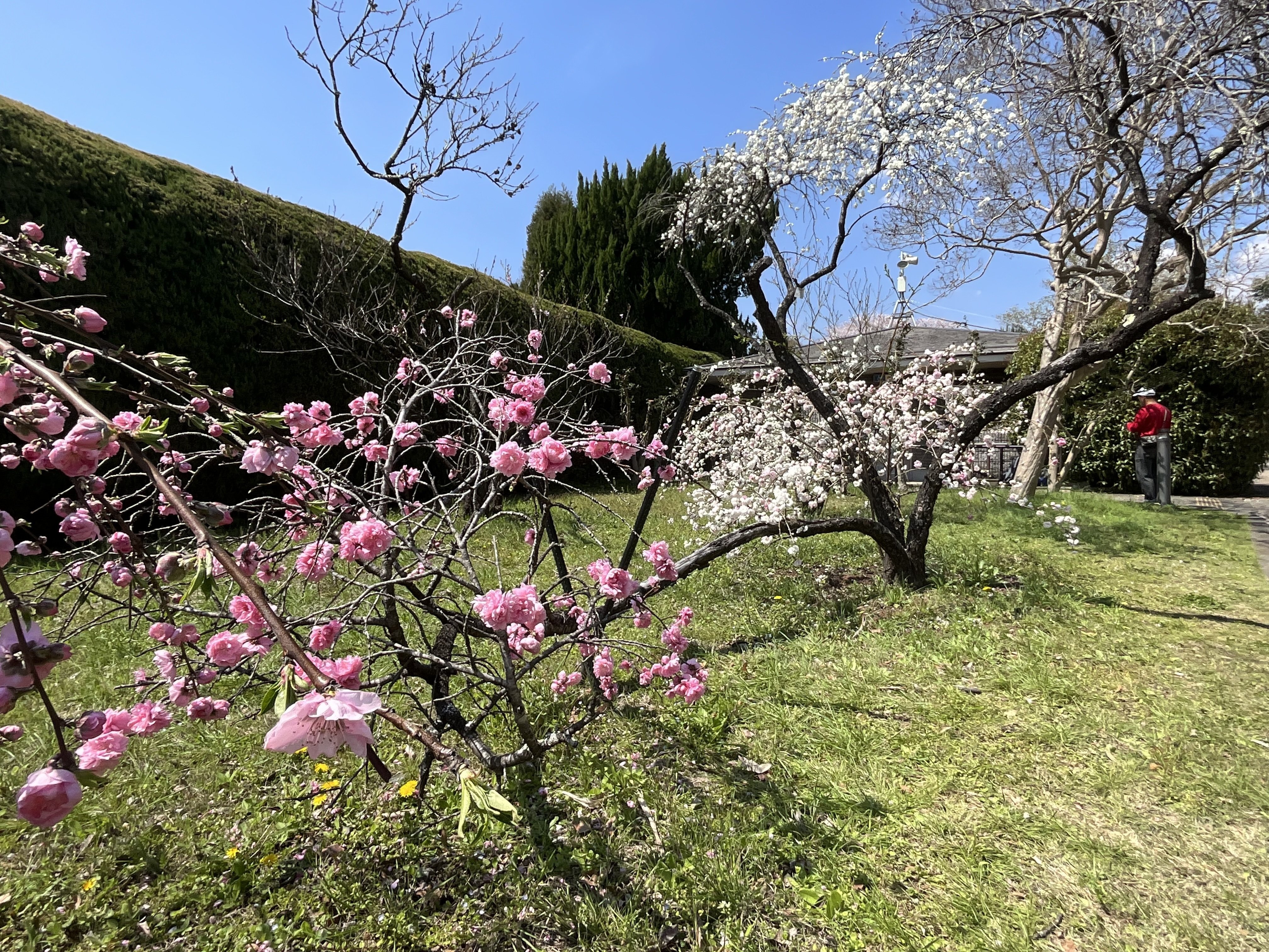 源平枝垂れ桃（京都府立植物園）：2026年4月4日（土）｜藤井秀昭