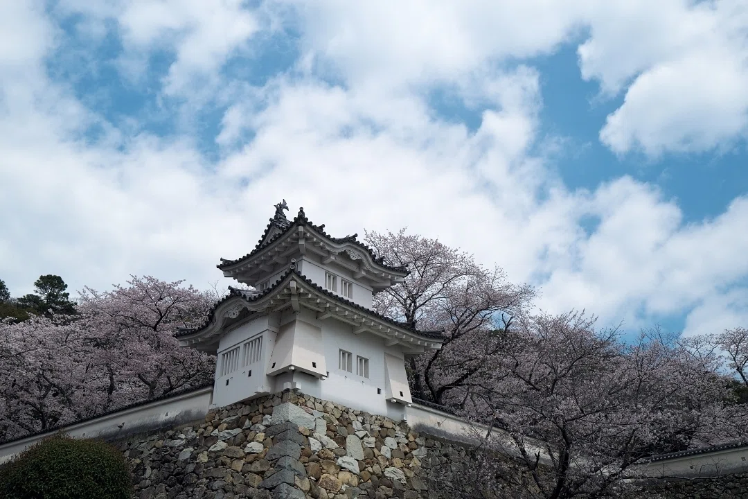 龍野城へ桜を見に行ってきた｜Hide.Yamamoto