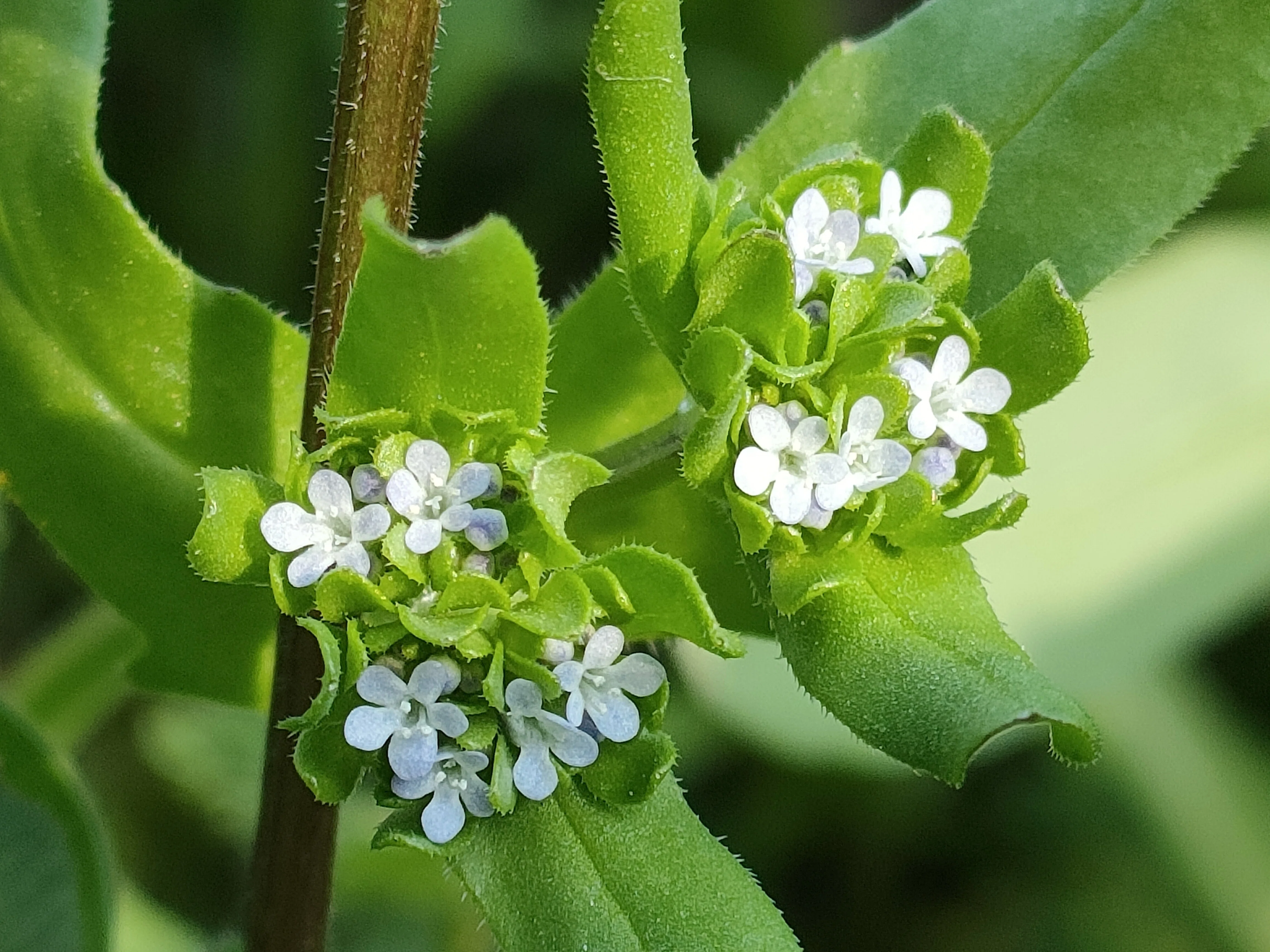 Pauridia capensis 白花桃端&青緑孔雀花心 1球 Pauridia capensis