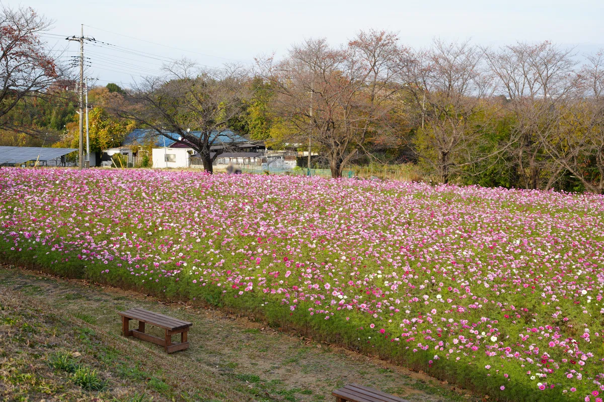 丘の上のカフェHeuvel コスモス