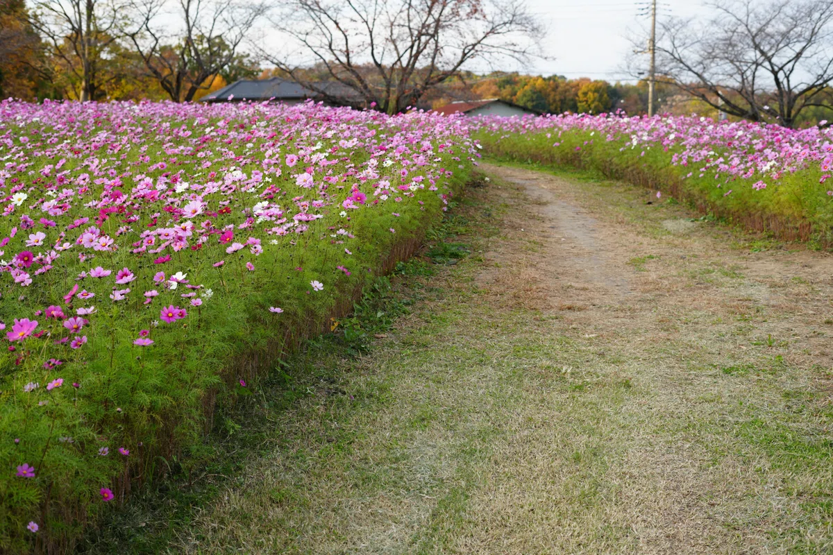丘の上のカフェHeuvel コスモス