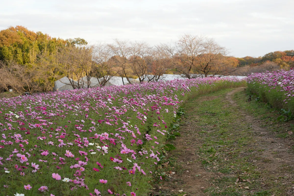 丘の上のカフェHeuvel コスモス