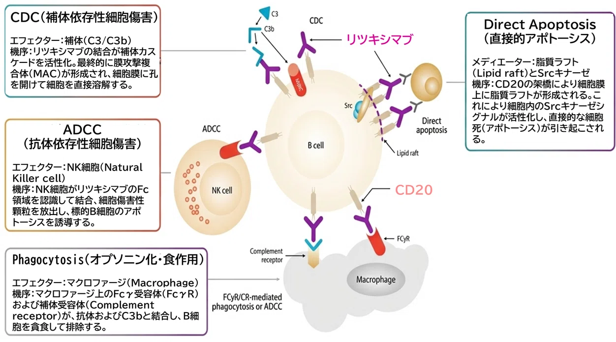 がん専門薬剤師 試験対策：合格ラインに乗るための重要ポイント 分子