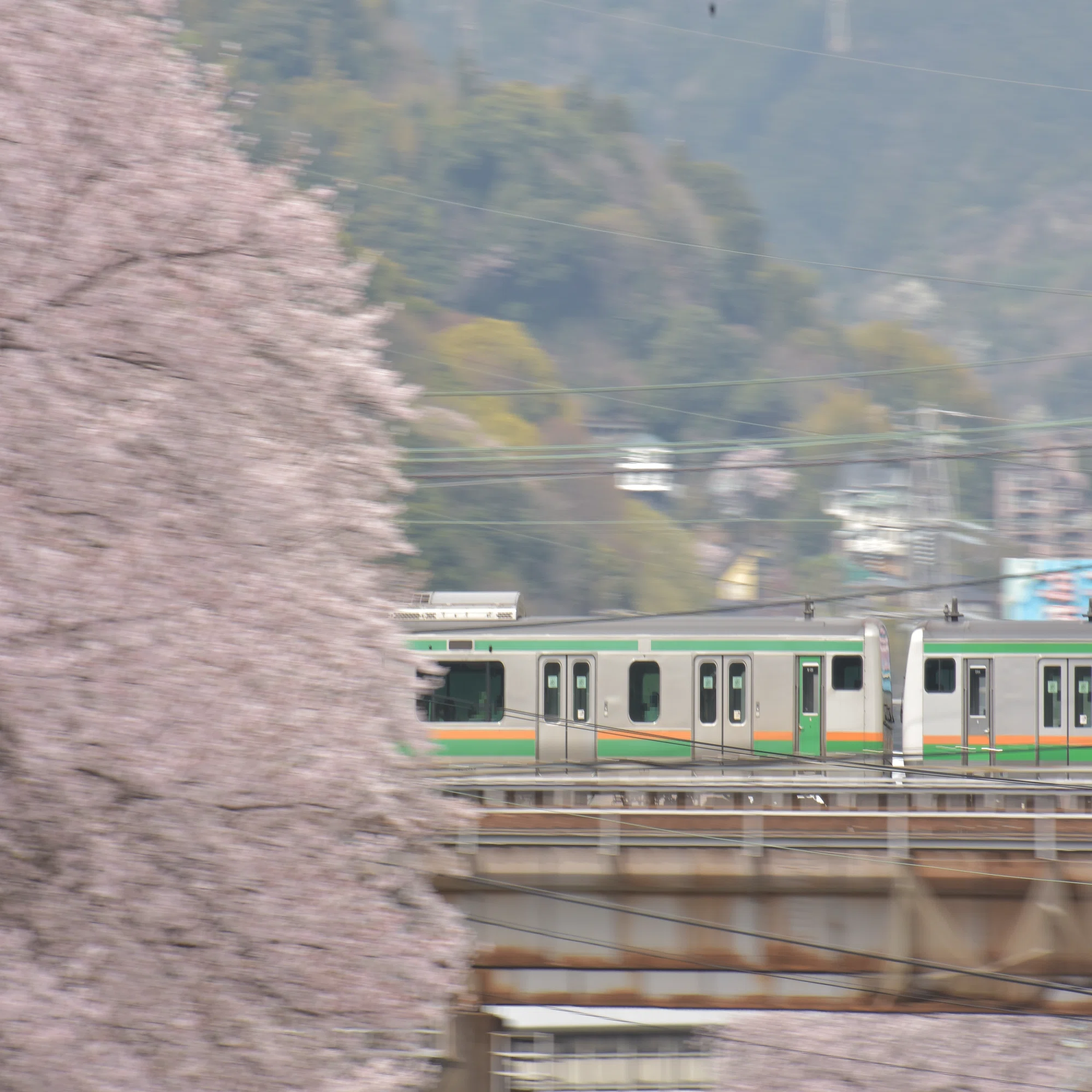 34 Cherry blossom ～桜を求めて～｜青の旅人S｜鉄道ブログ