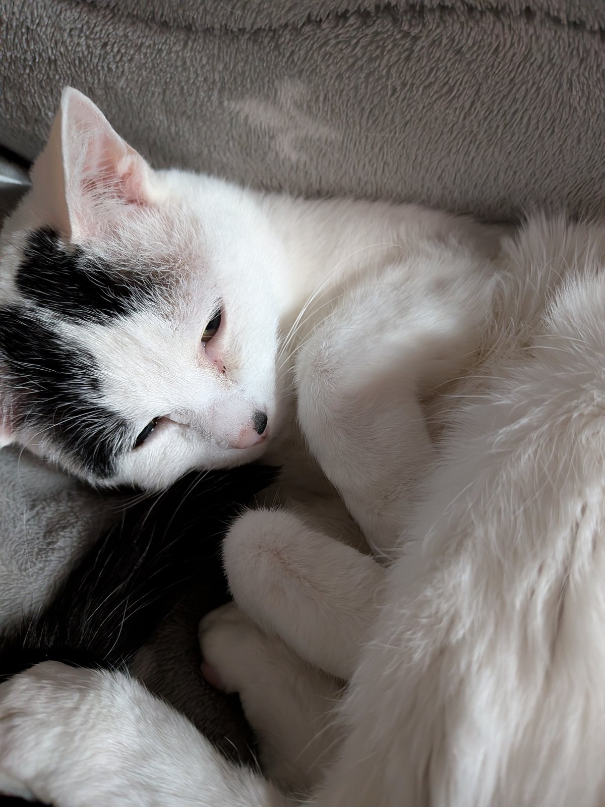 道草#9~仕事のお供とメシオ~|葦原メシオ