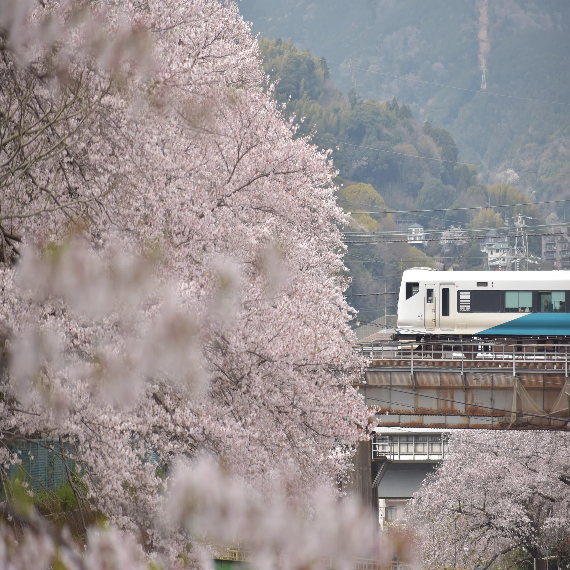 ご確認用　てまり258 桜 34 Cherry blossom ～桜を求めて～｜青の旅人S｜鉄道ブログ
