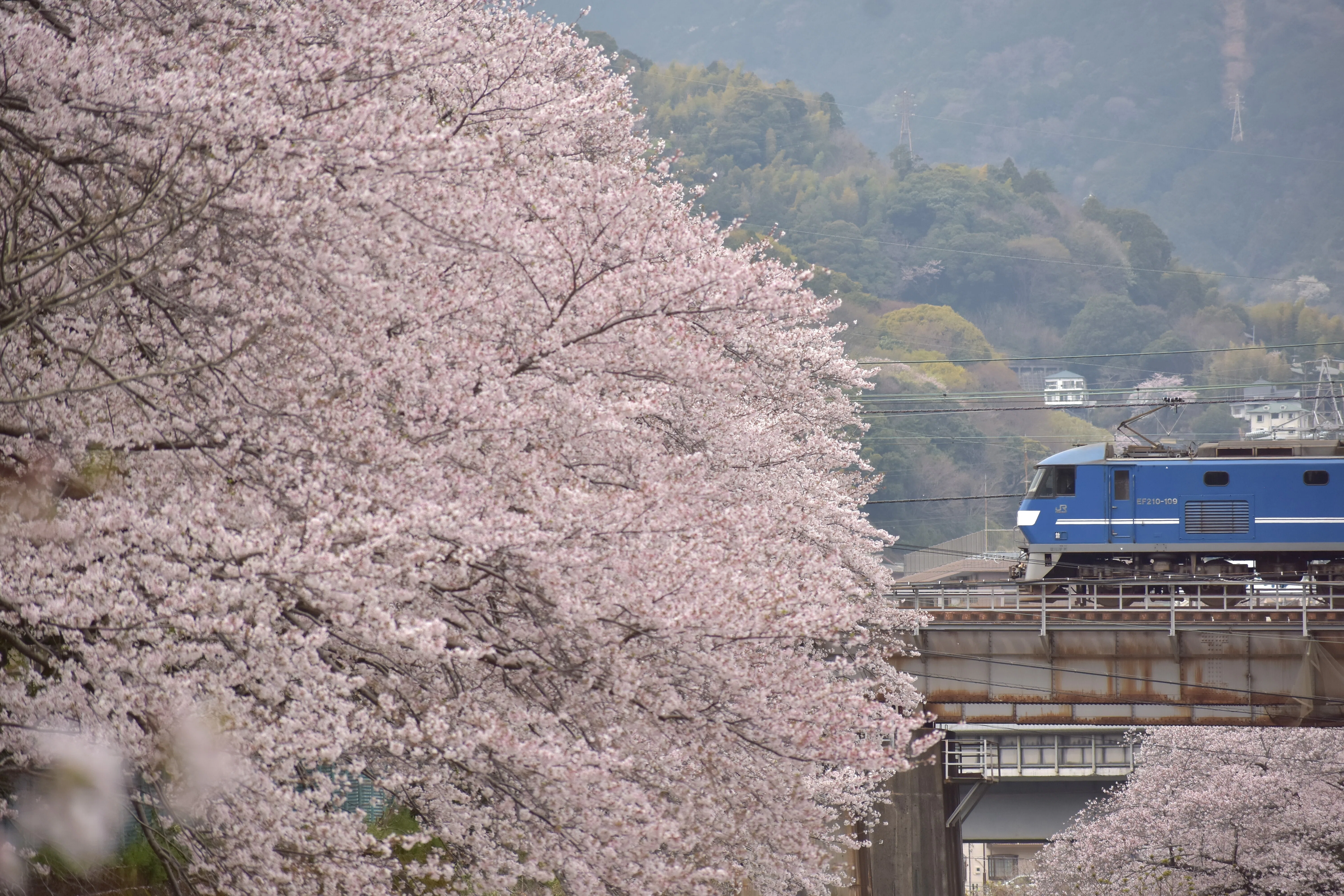 ご確認用　てまり258 桜 34 Cherry blossom ～桜を求めて～｜青の旅人S｜鉄道ブログ
