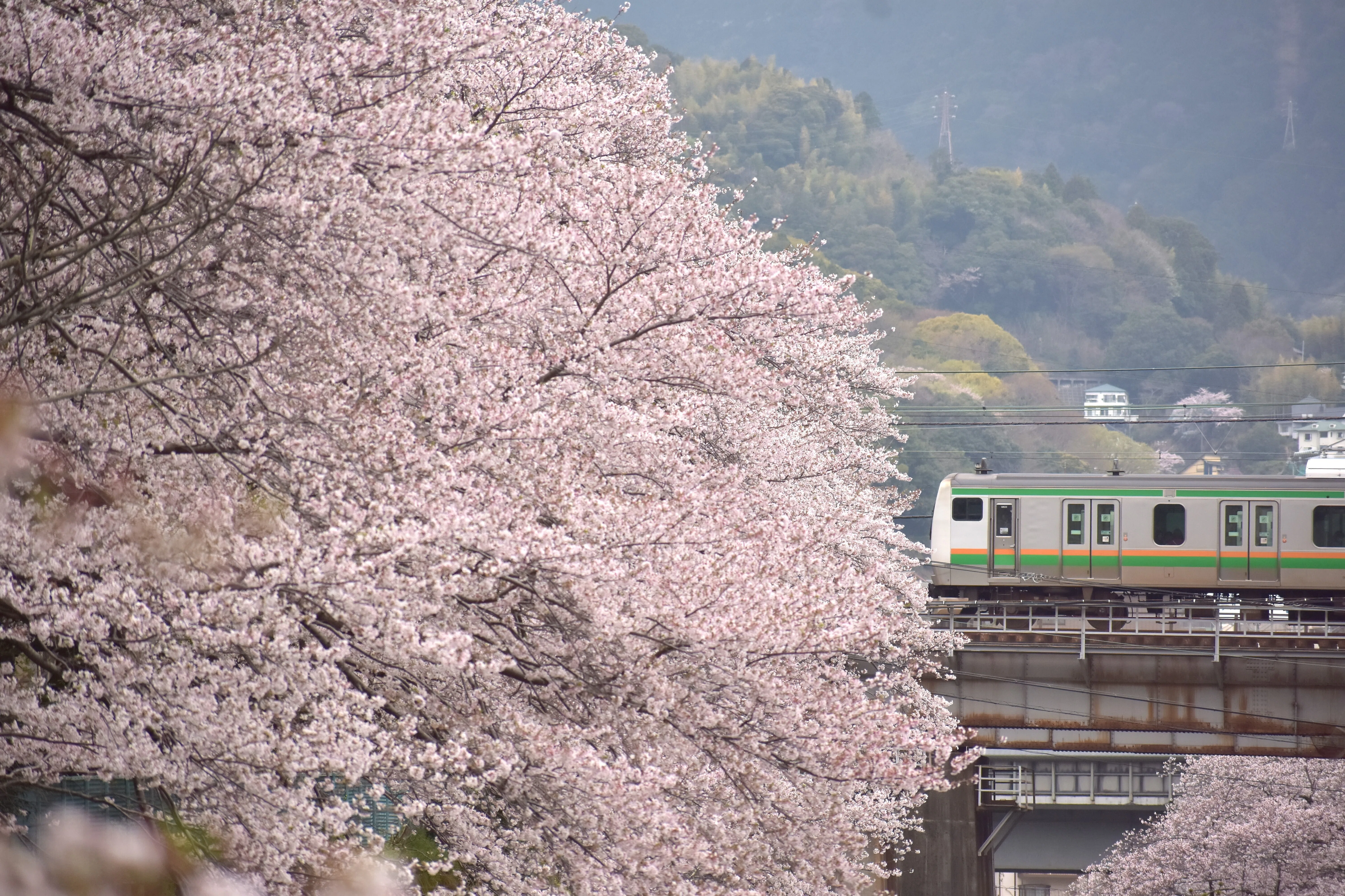 ご確認用　てまり258 桜 34 Cherry blossom ～桜を求めて～｜青の旅人S｜鉄道ブログ