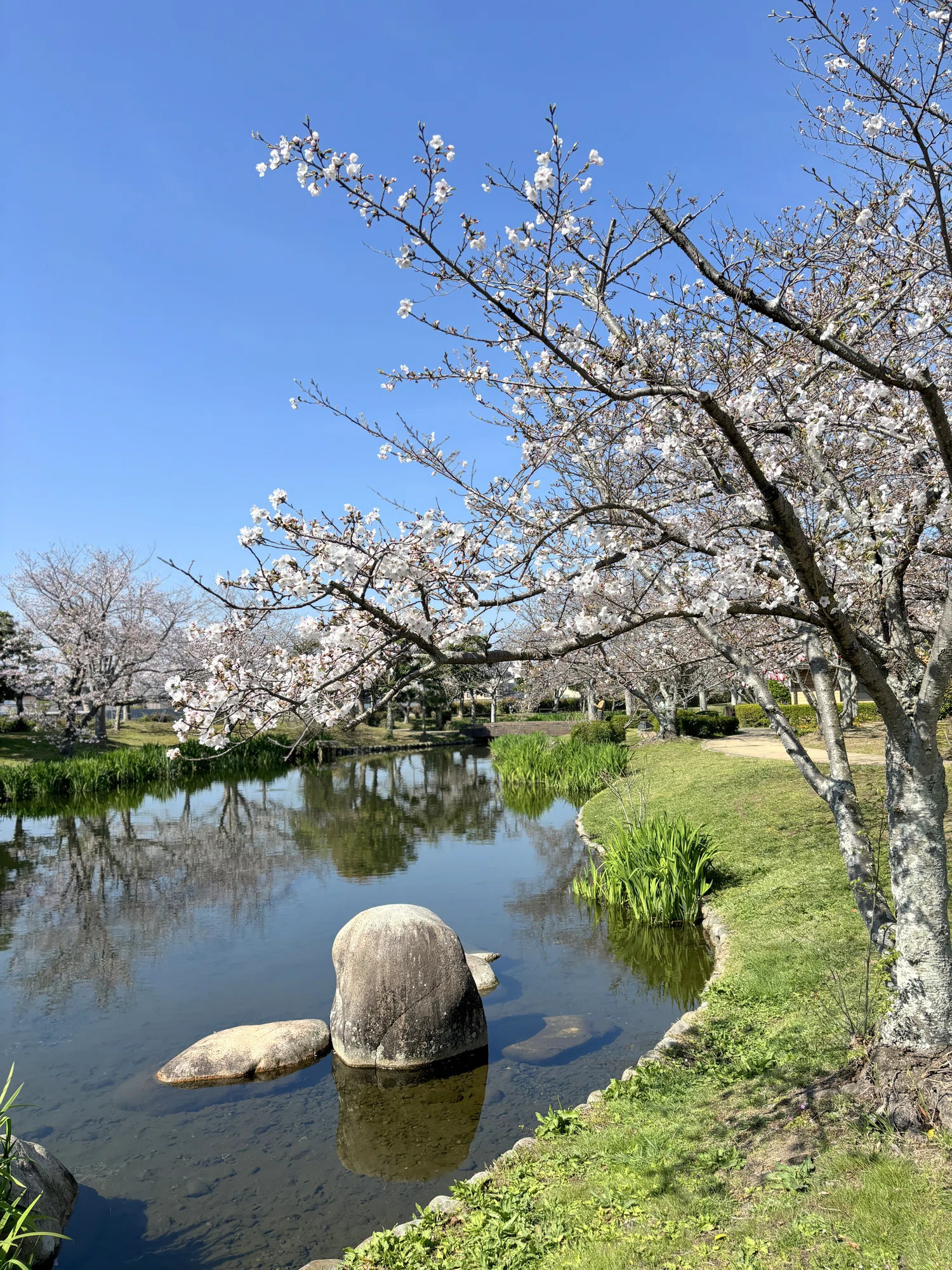 松泉 松前町（愛媛）のサクラを弾丸ツアー｜＃ヒキダシ