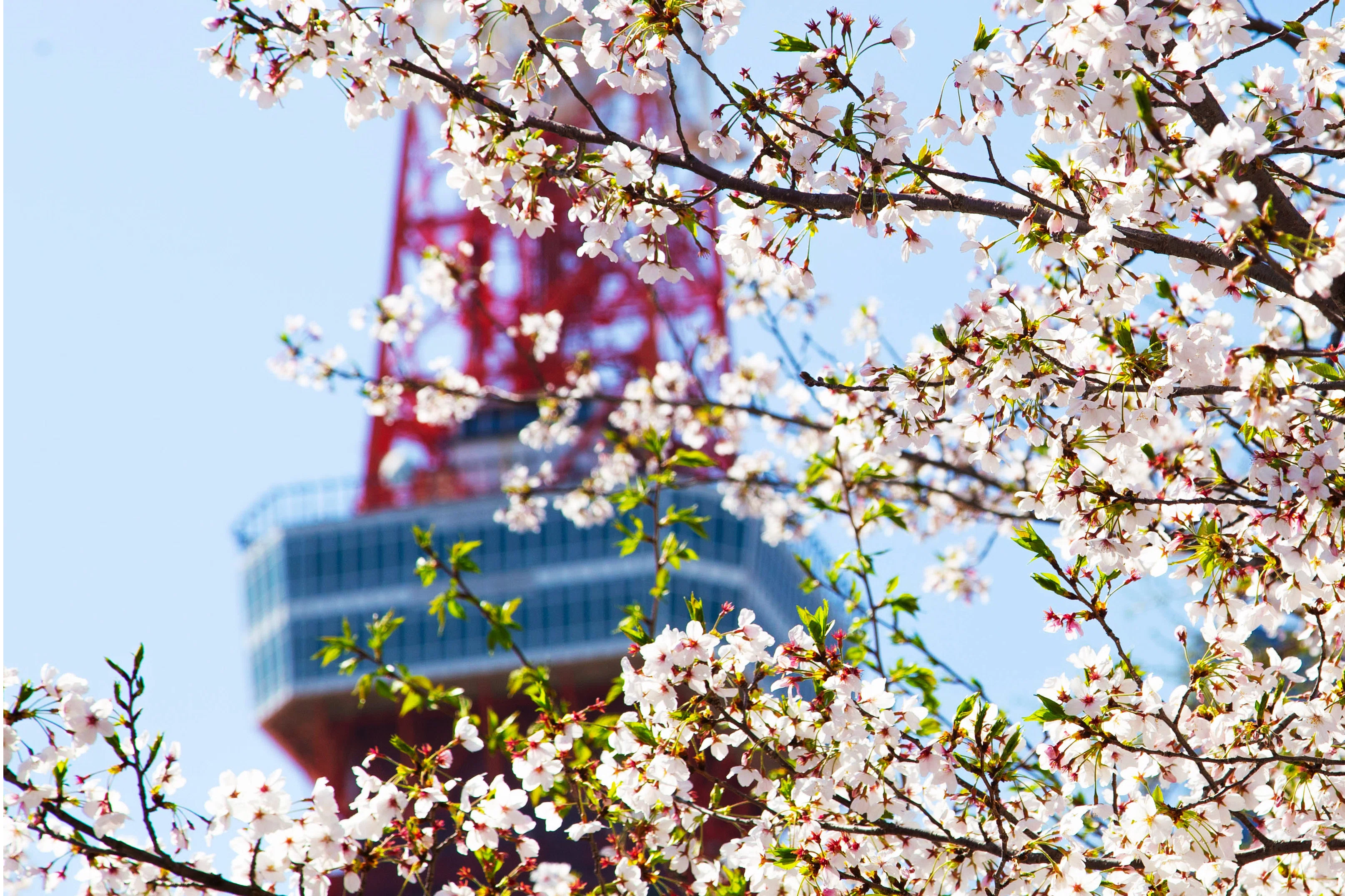 満開】2026年春「東京の桜」｜nobu