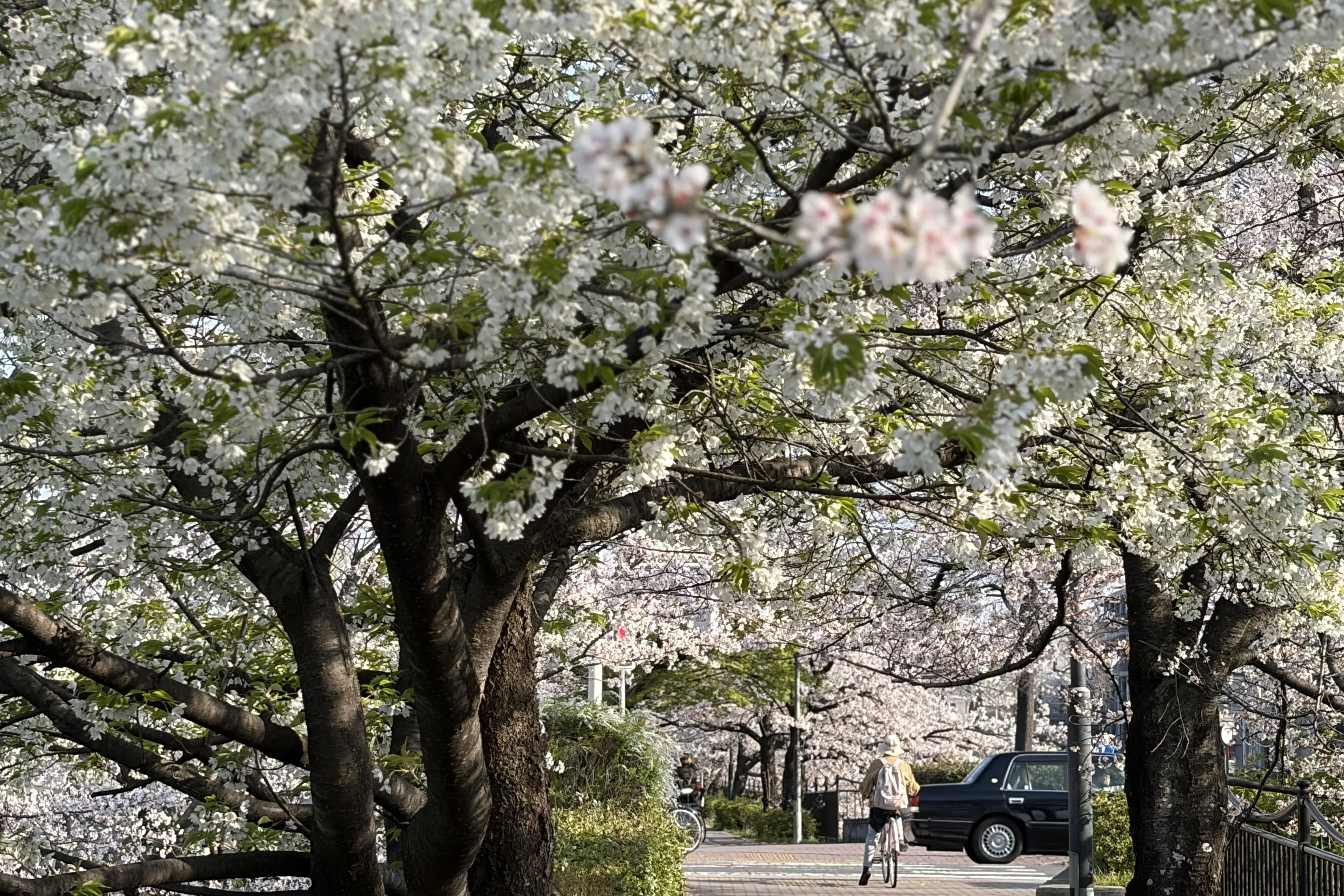 そっと、こちらに桜を置いておきます｜京都｜あをそめ.