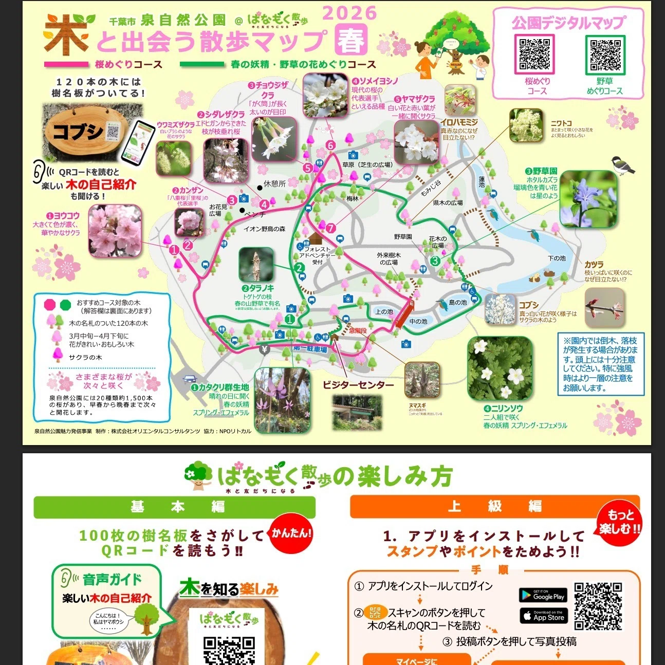 Report: March 29, 2026] To Izumi Nature Park, where flowers are in