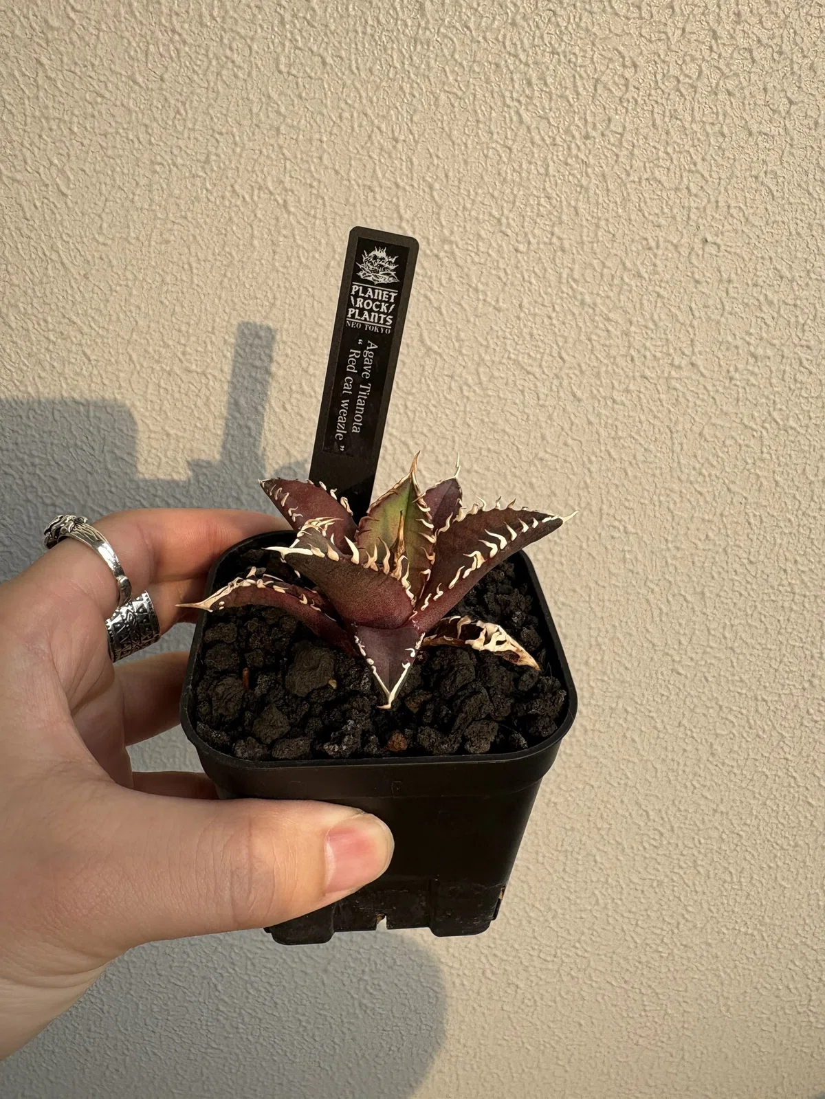 Agave, Succulents, Caudex, Shrubs... A story about gathering a wide variety  of "favorite plants."StratamWorks