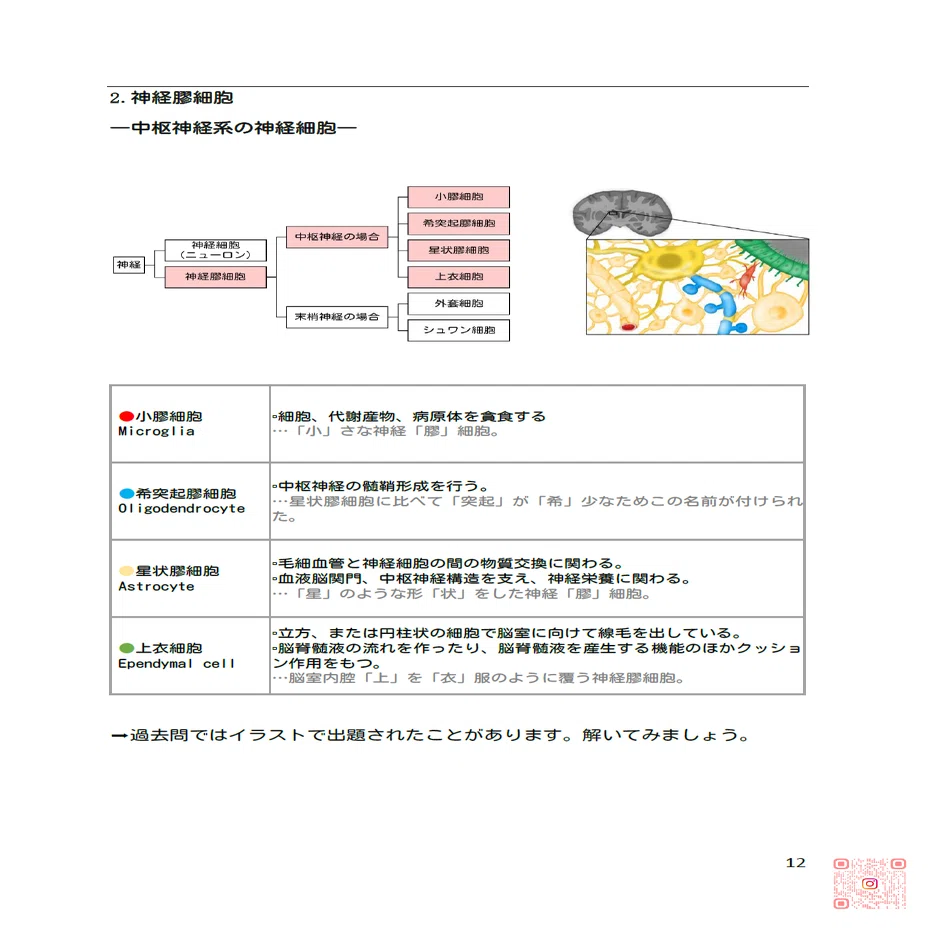 ➁-3 神経系 解剖学・生理学 第62回理学療法士国家試験対策 過去問