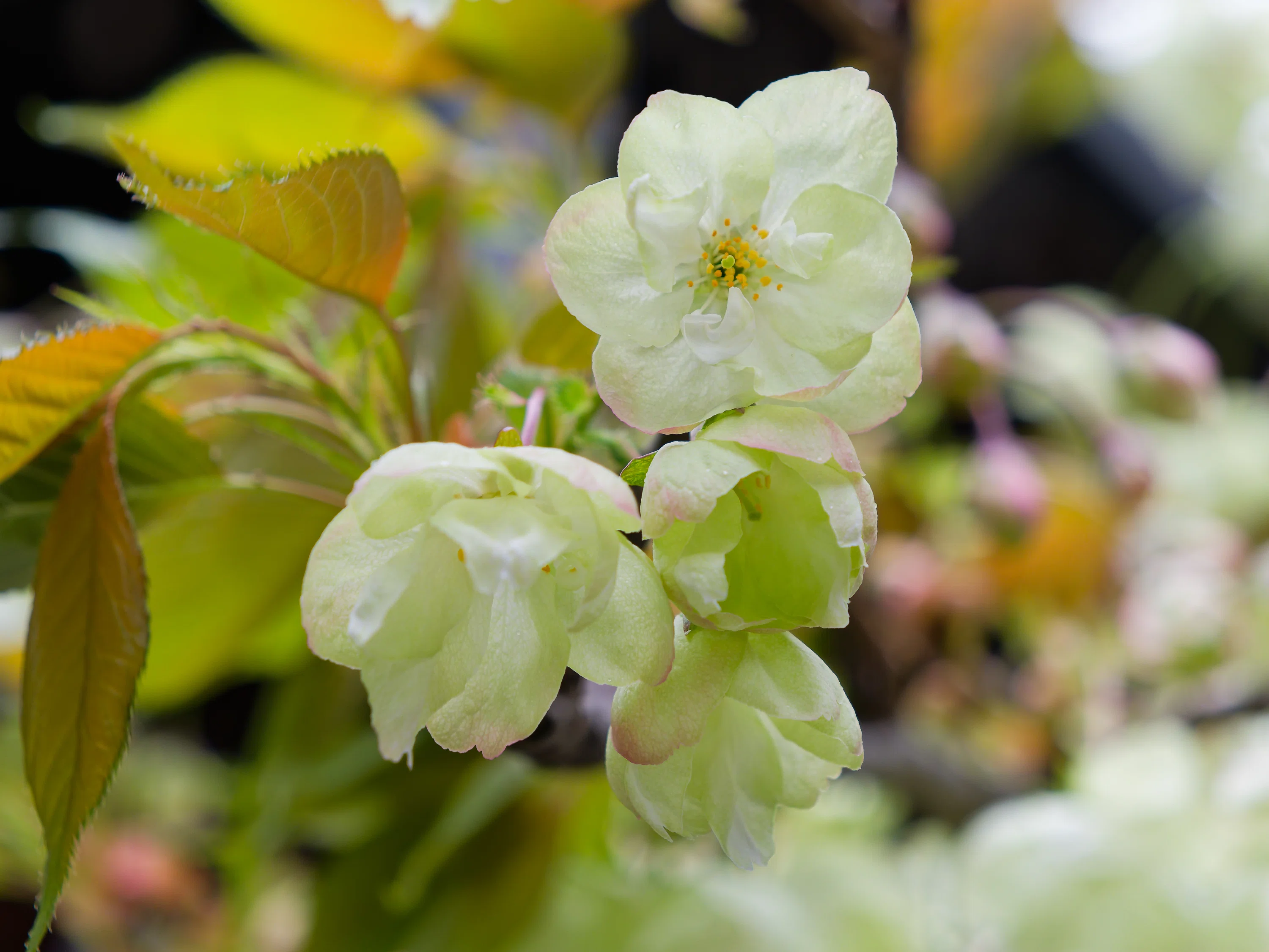 LUMIX GH-7 / 桜2026｜jptron