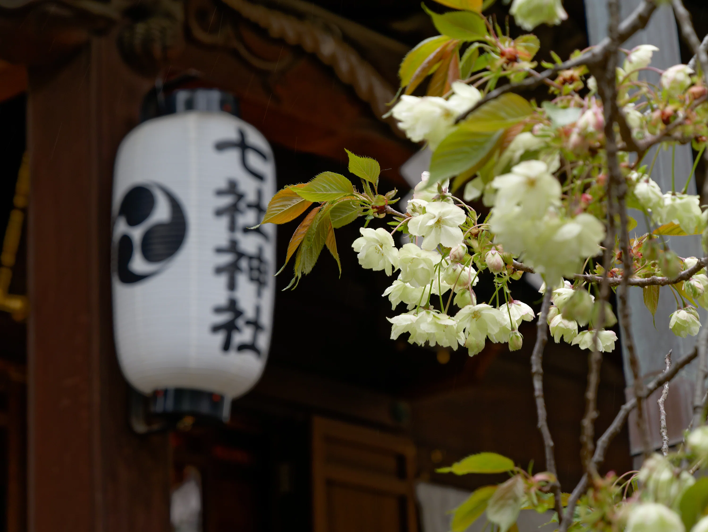 桜花 七北田公園の“ゆづ桜”が満開に！ネモフィラとの春景色も楽しめる | 泉