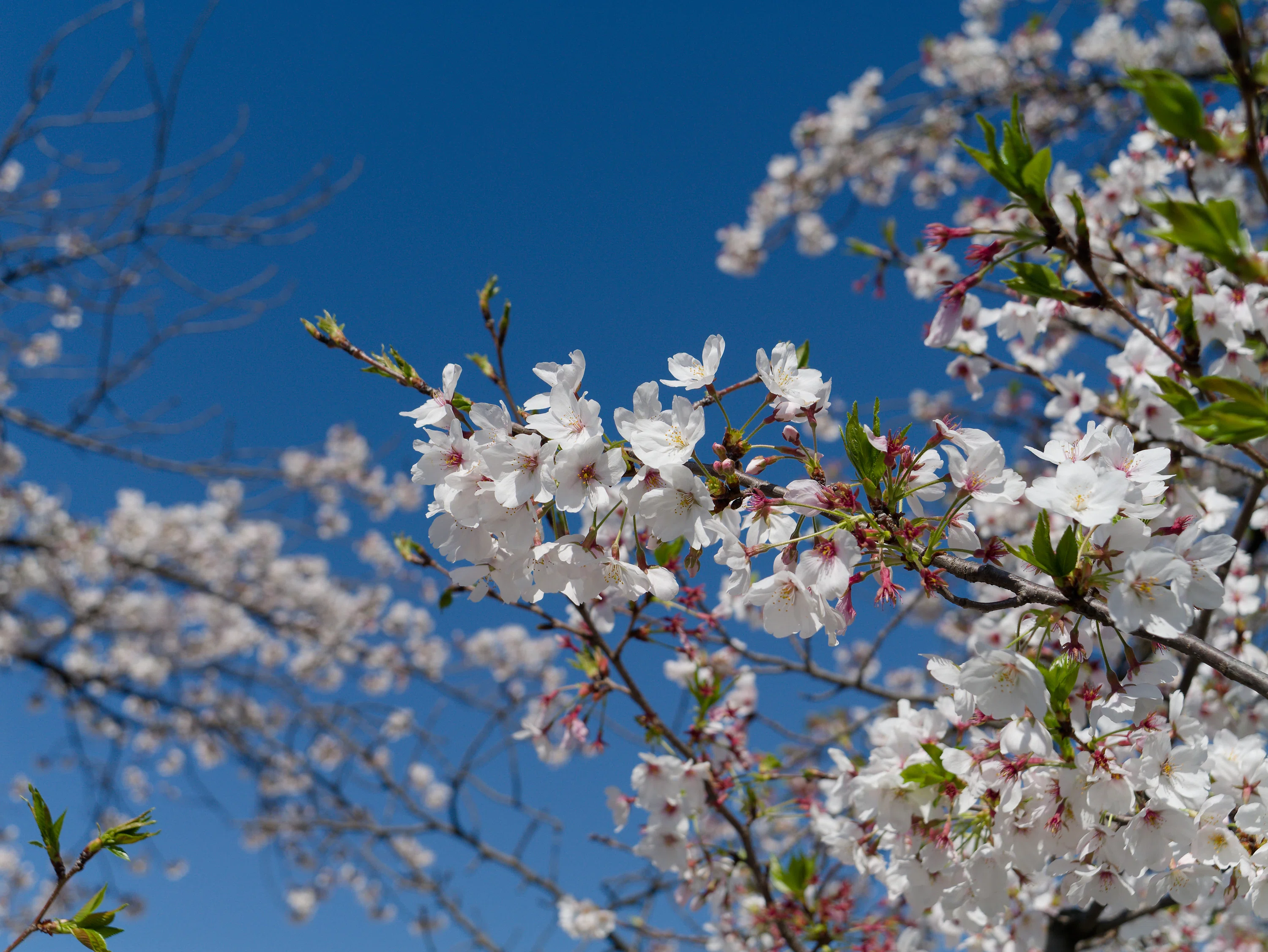桜花 シチズン クロスシー」⼈気のhikari コレクションから、桜の花の繊細な
