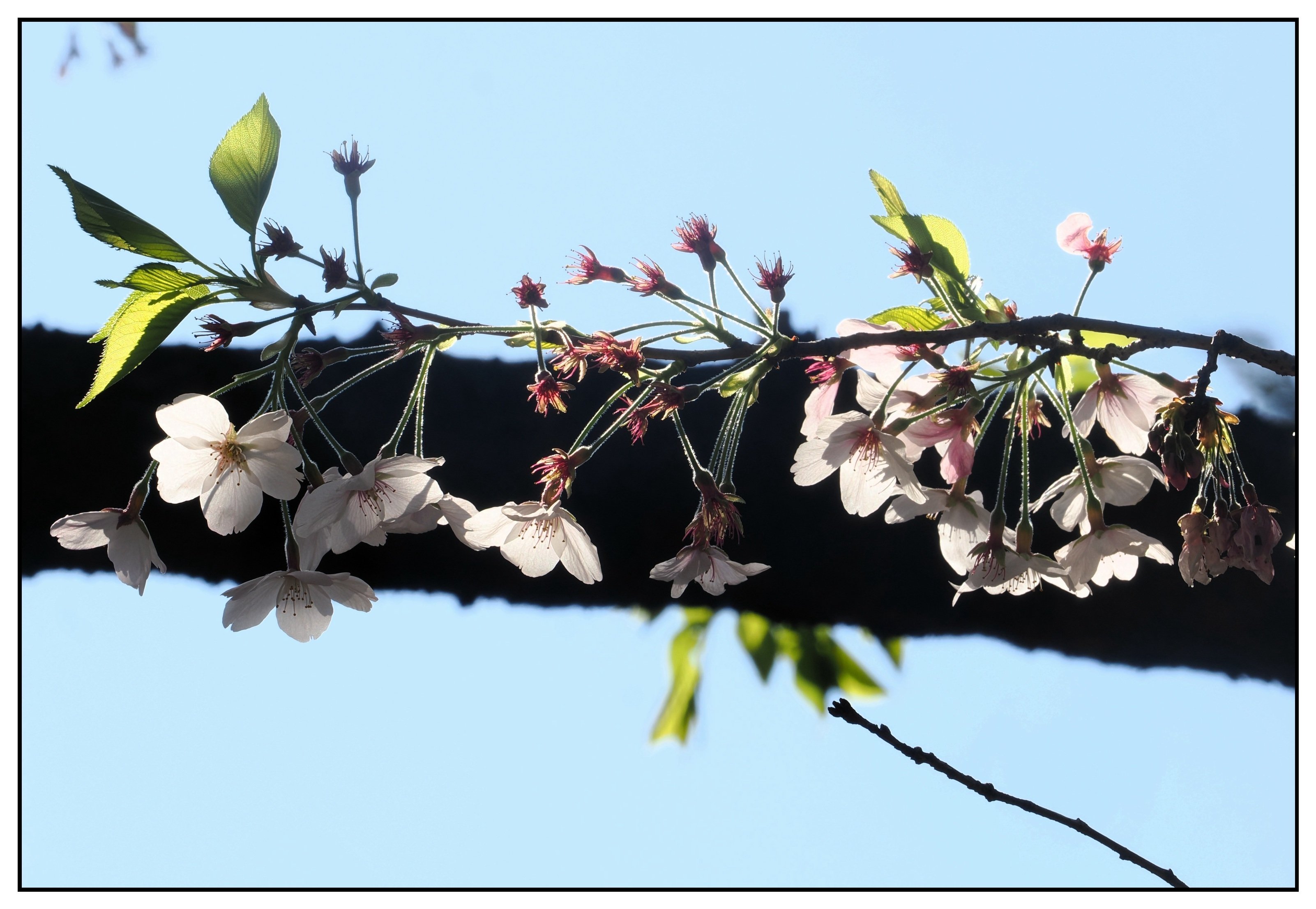 桜花 出羽桜(でわざくら) 桜花吟醸 さらさらにごり 本生 【山形の地酒