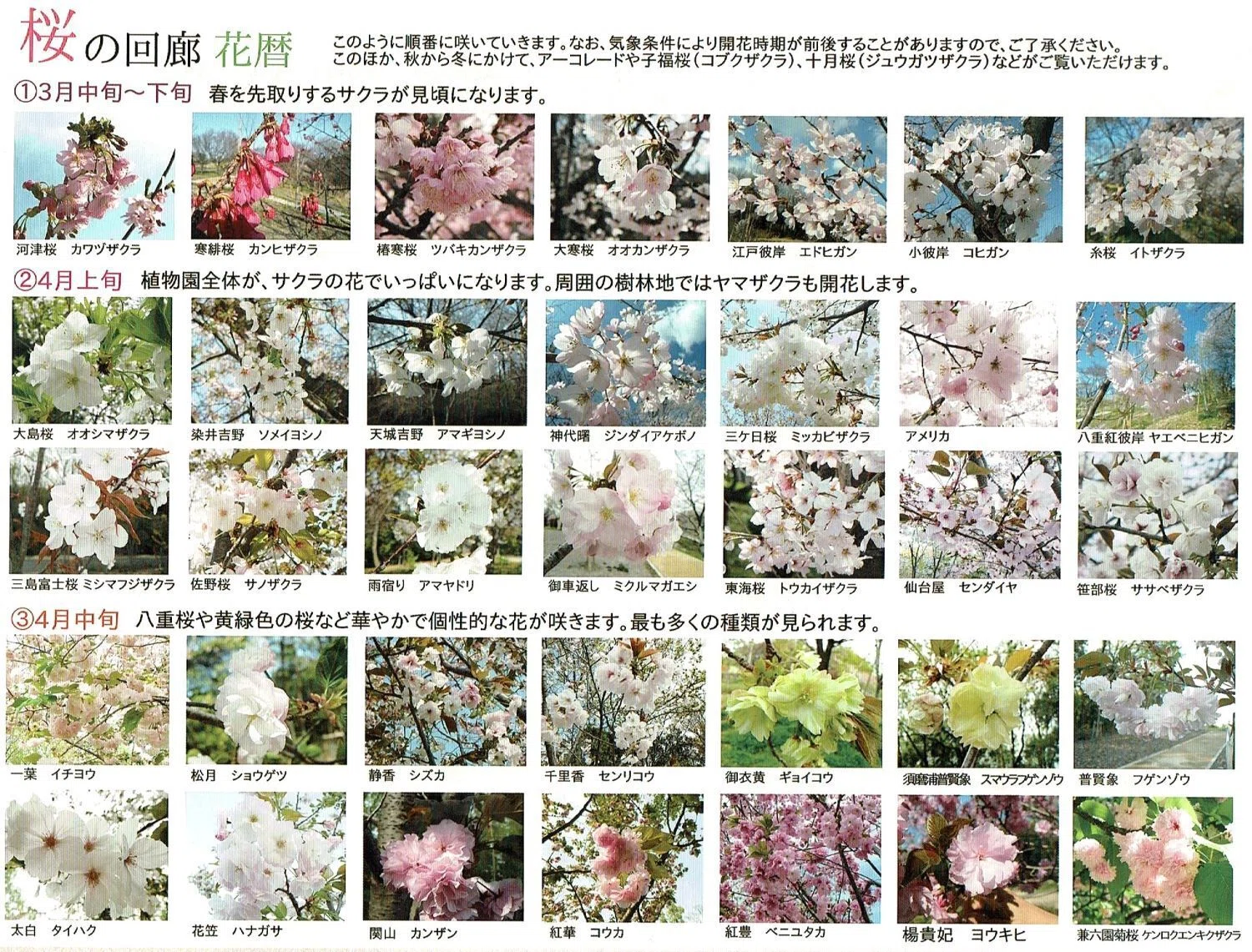 100種1000本もの桜は見られる！ 東山動植物園｜kamo