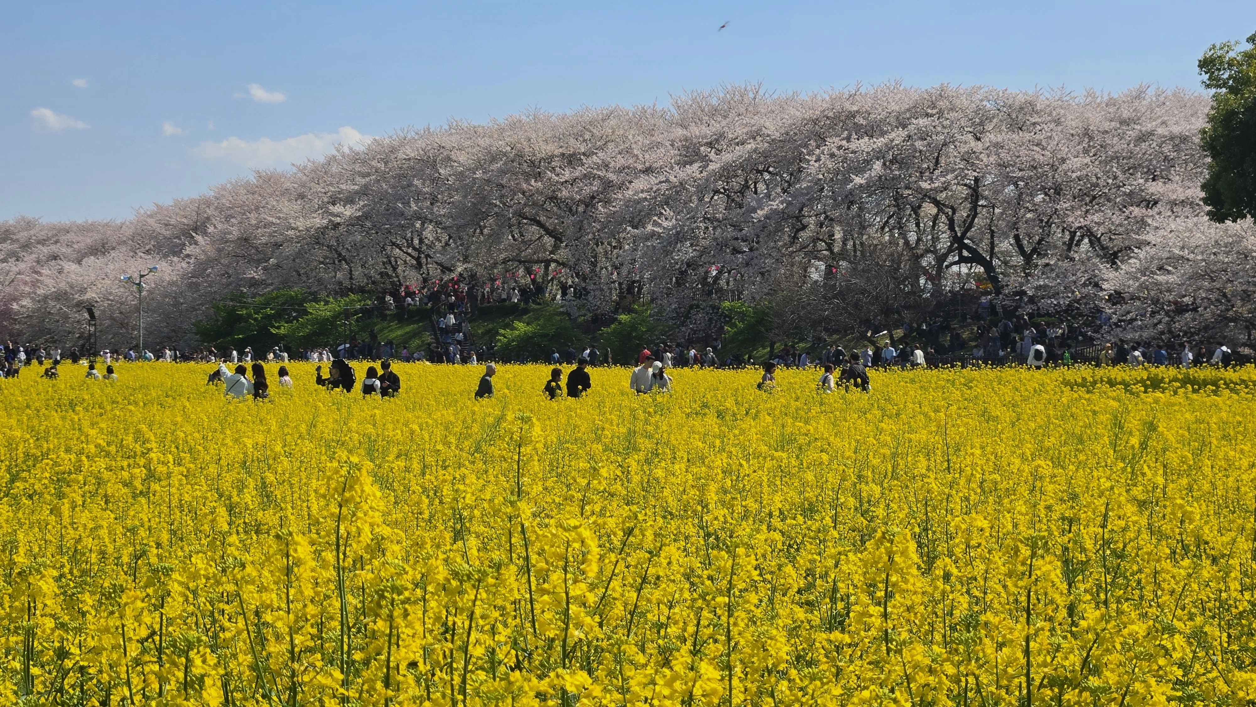 菜の花と桜の森🌸権現堂桜まつり速報｜旅空海美