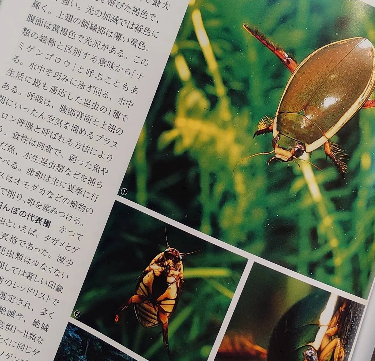 新バイブルの予感】新版 田んぼの生き物図鑑｜龍の魂チャンネル