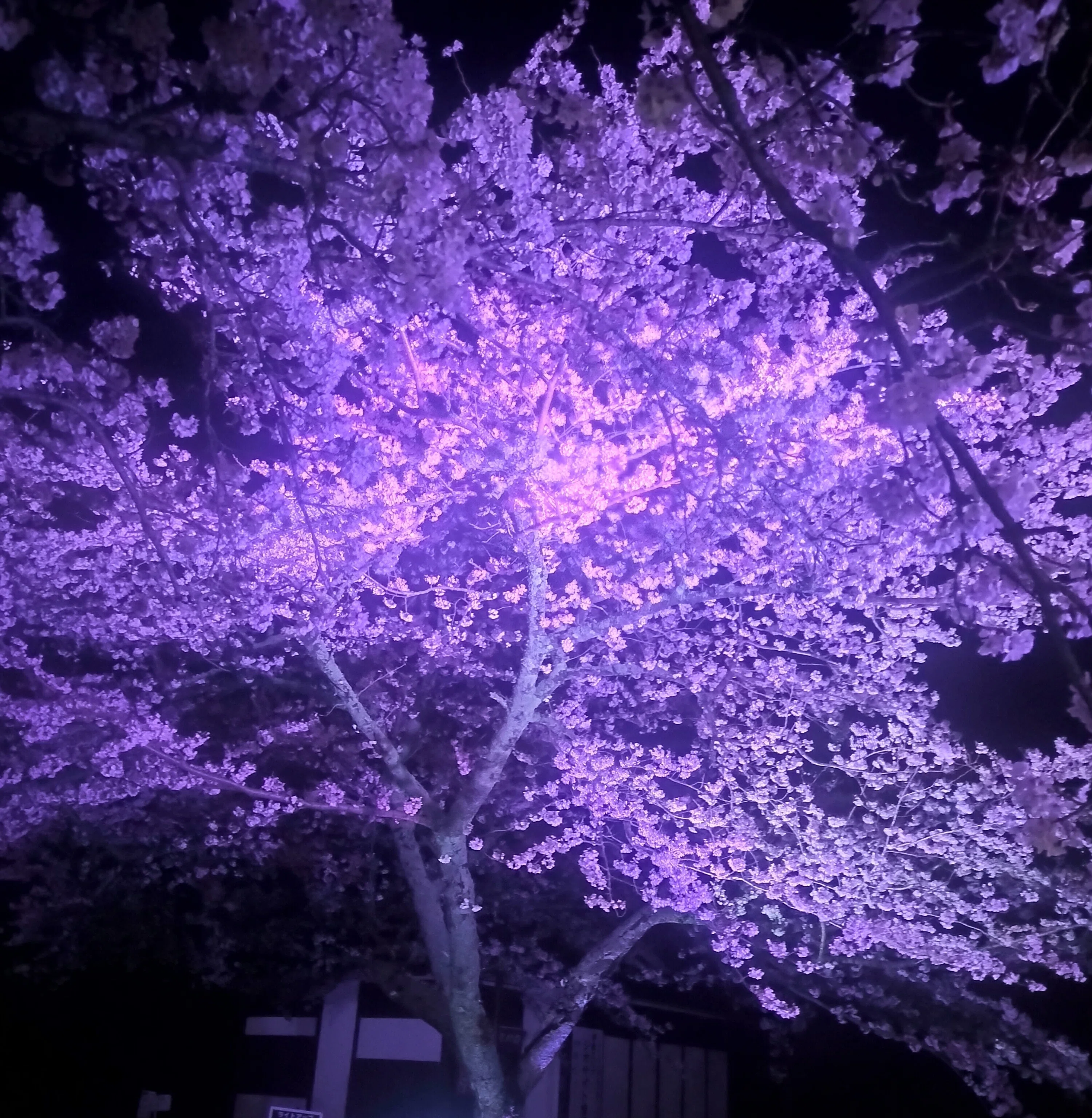 伊豆高原の桜/さくらの里/夜桜/シニア移住｜ひまわり/田舎暮らし