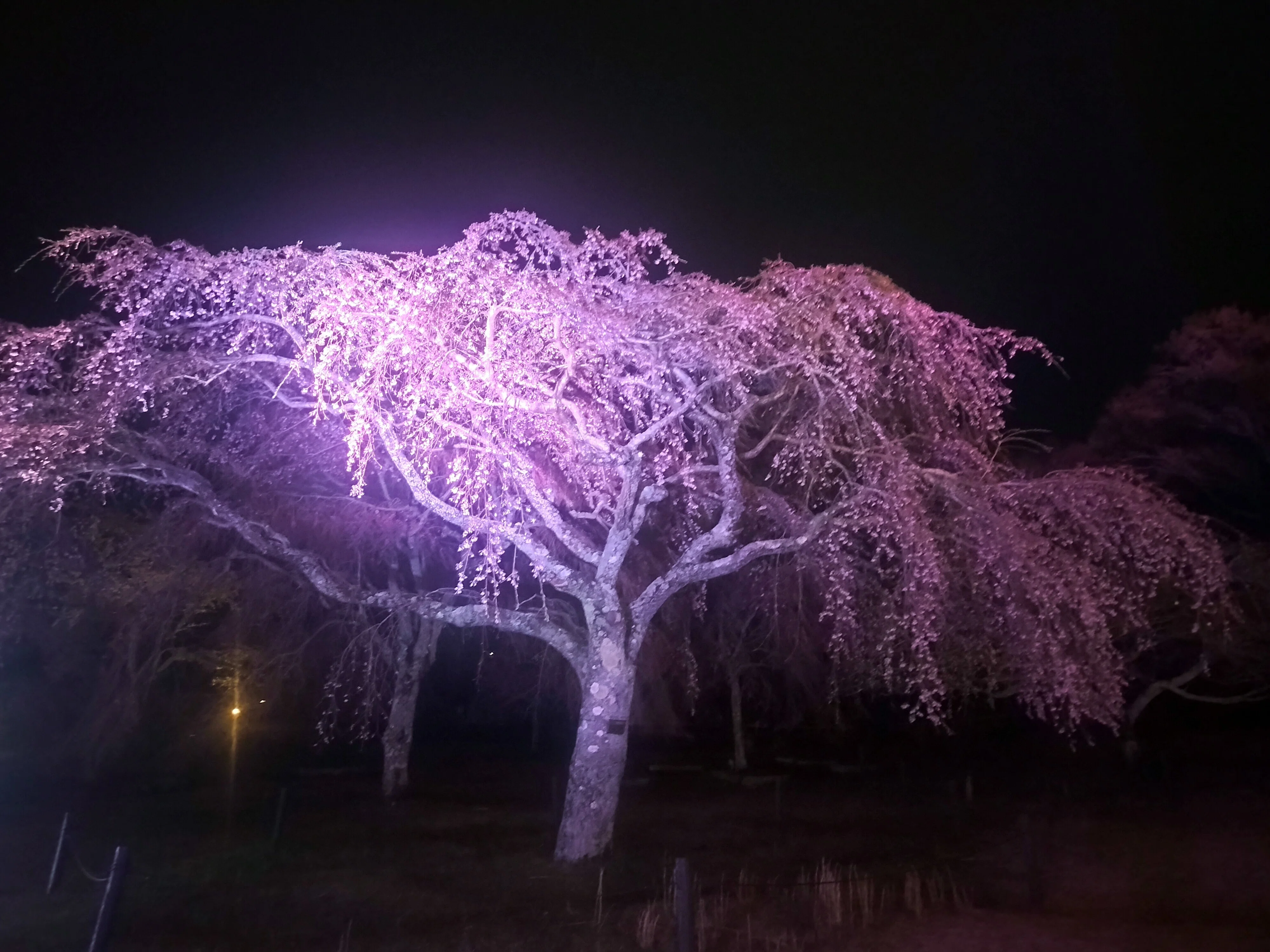 伊豆高原の桜/さくらの里/夜桜/シニア移住｜ひまわり/田舎暮らし