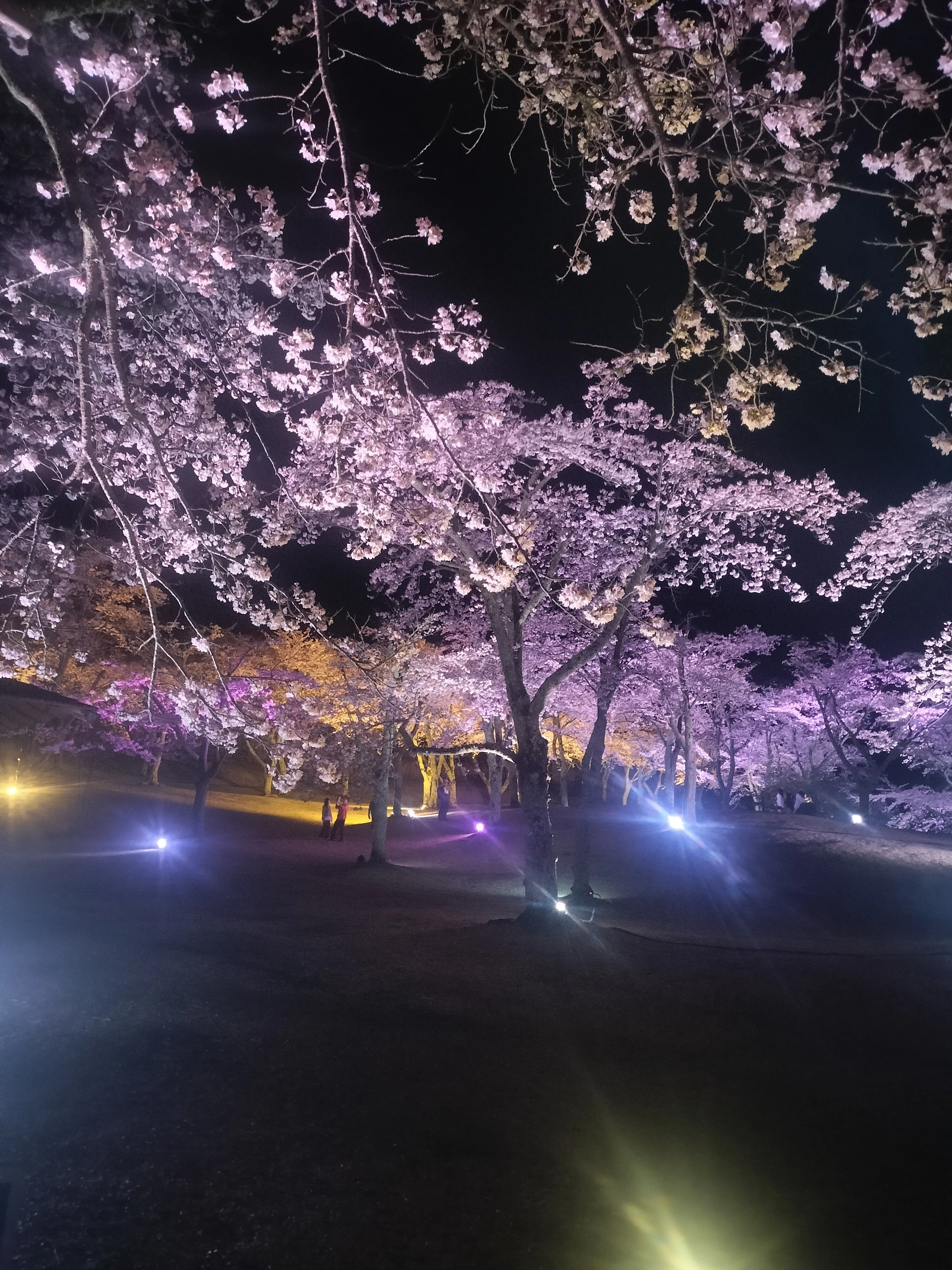 伊豆高原の桜/さくらの里/夜桜/シニア移住｜ひまわり/田舎暮らし