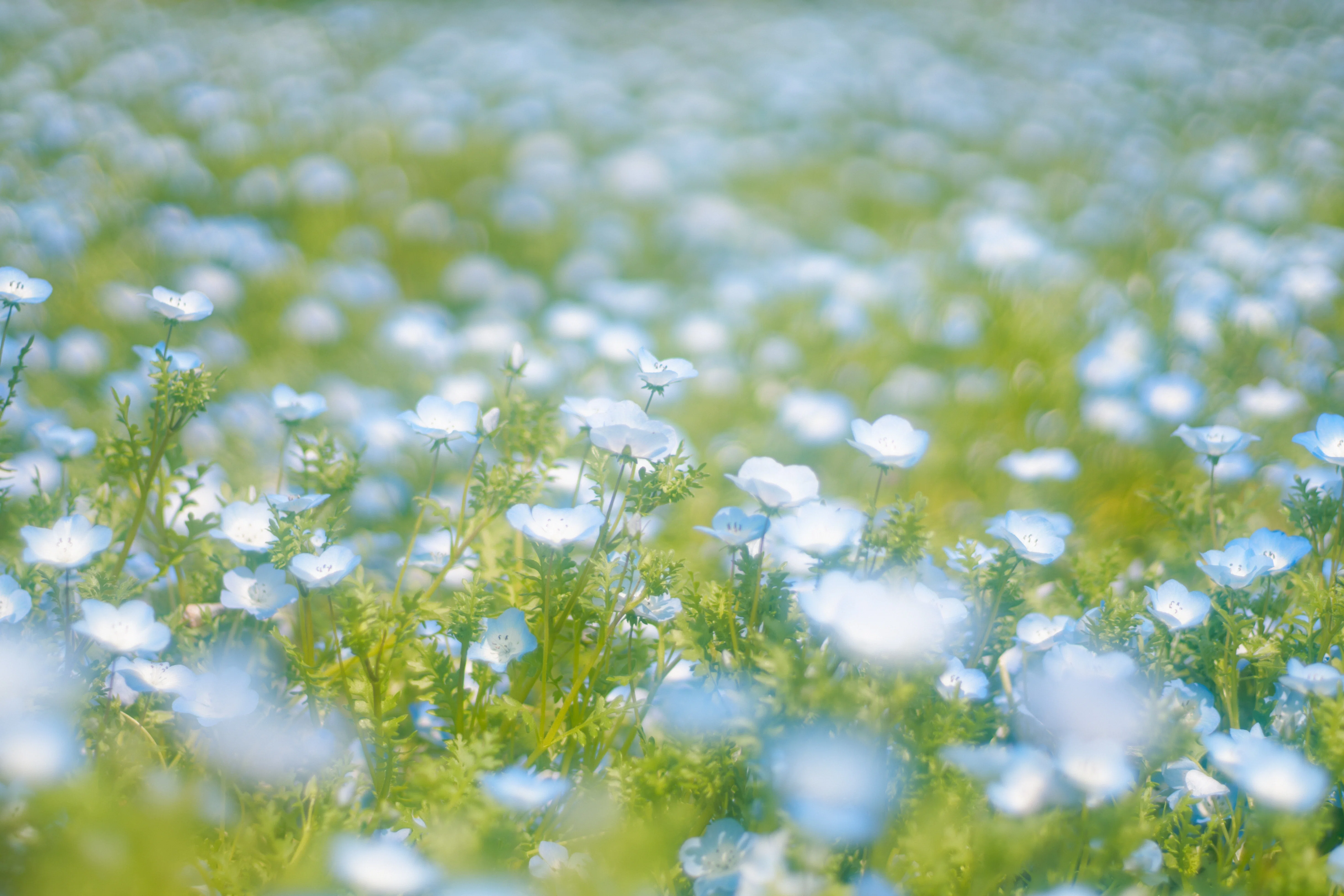 ネモフィラを観に行きました。【α6700 ＋ オールドレンズ ＋ フィルム