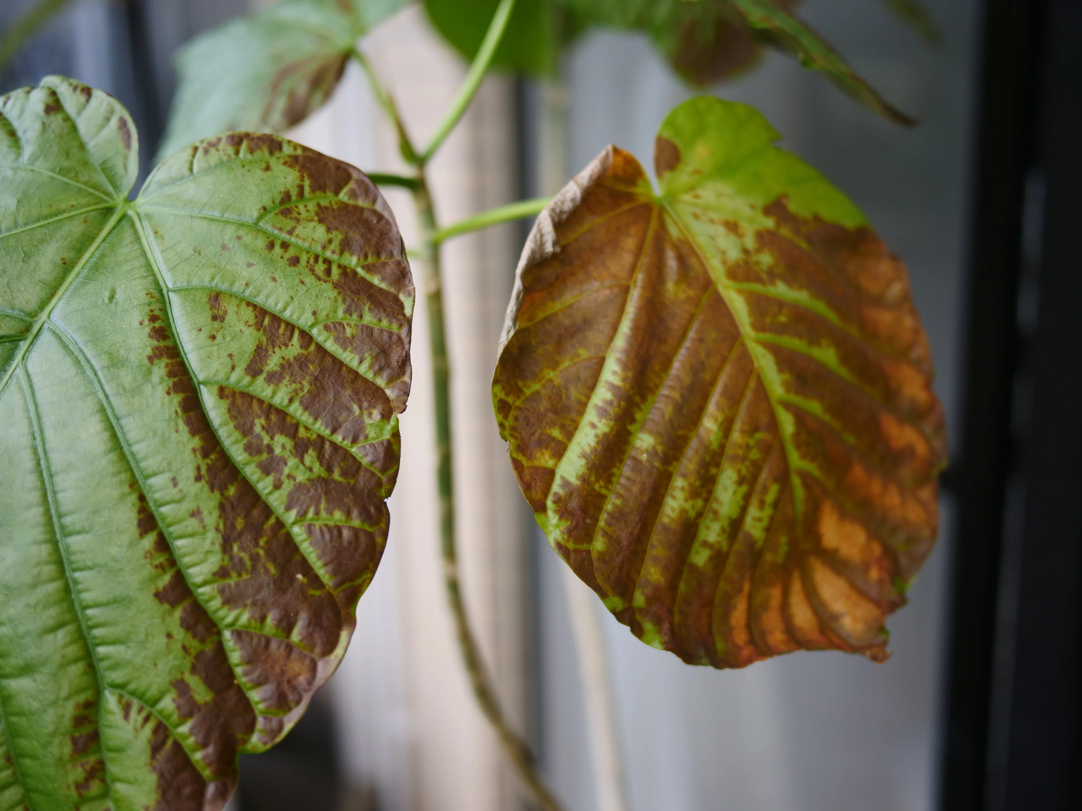 You should assume that houseplants moved outdoors will inevitably