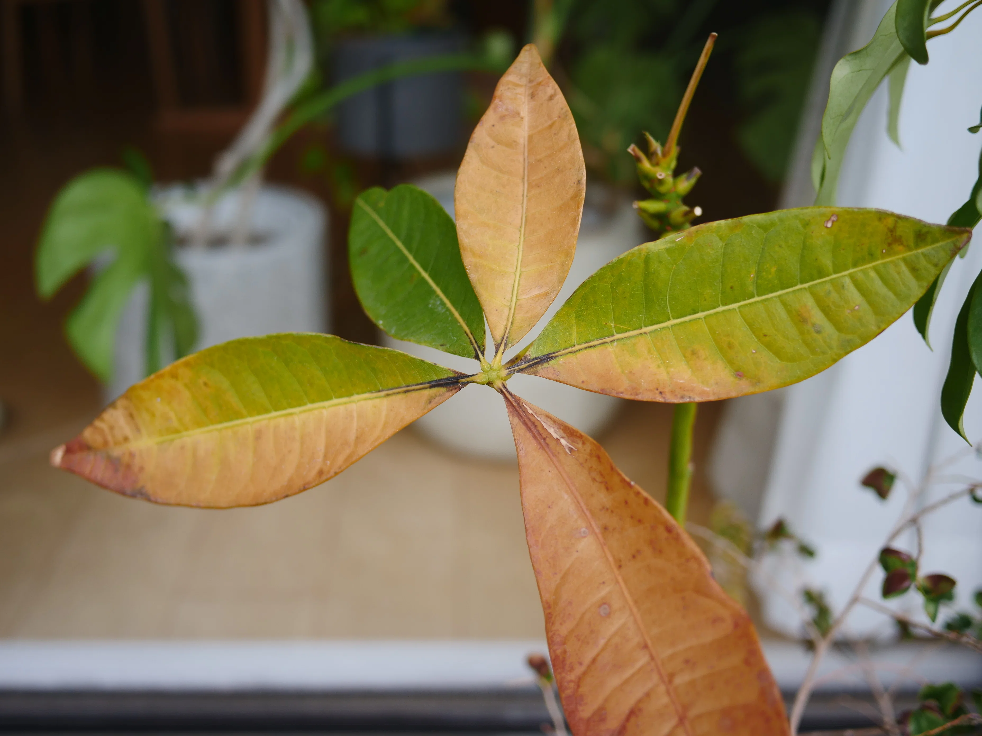 You should assume that houseplants moved outdoors will inevitably