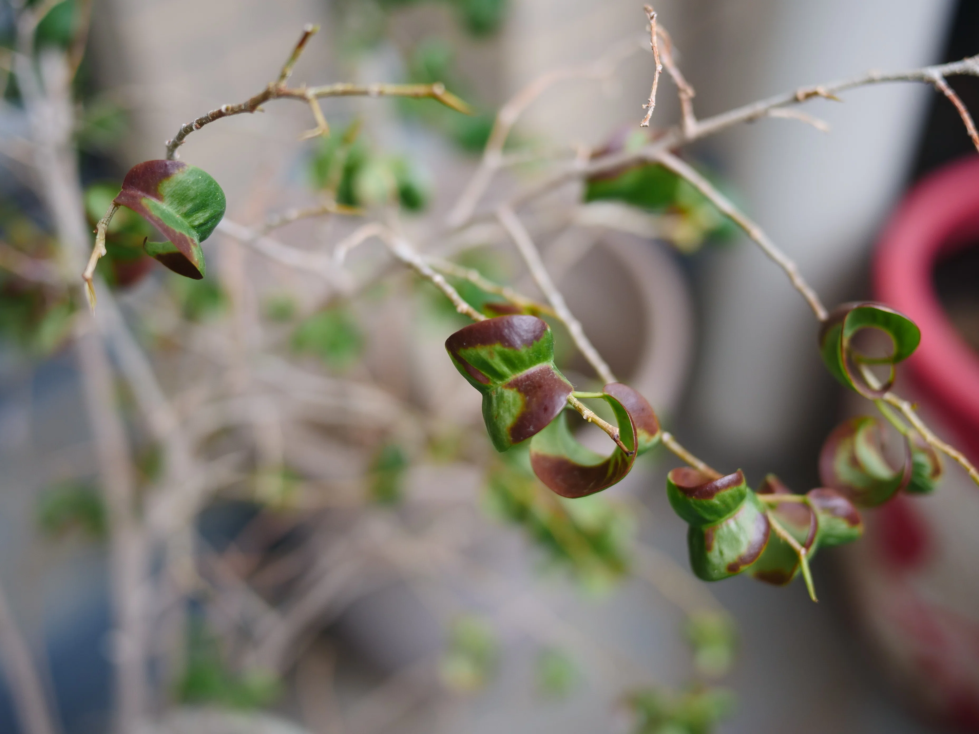 You should assume that houseplants moved outdoors will inevitably