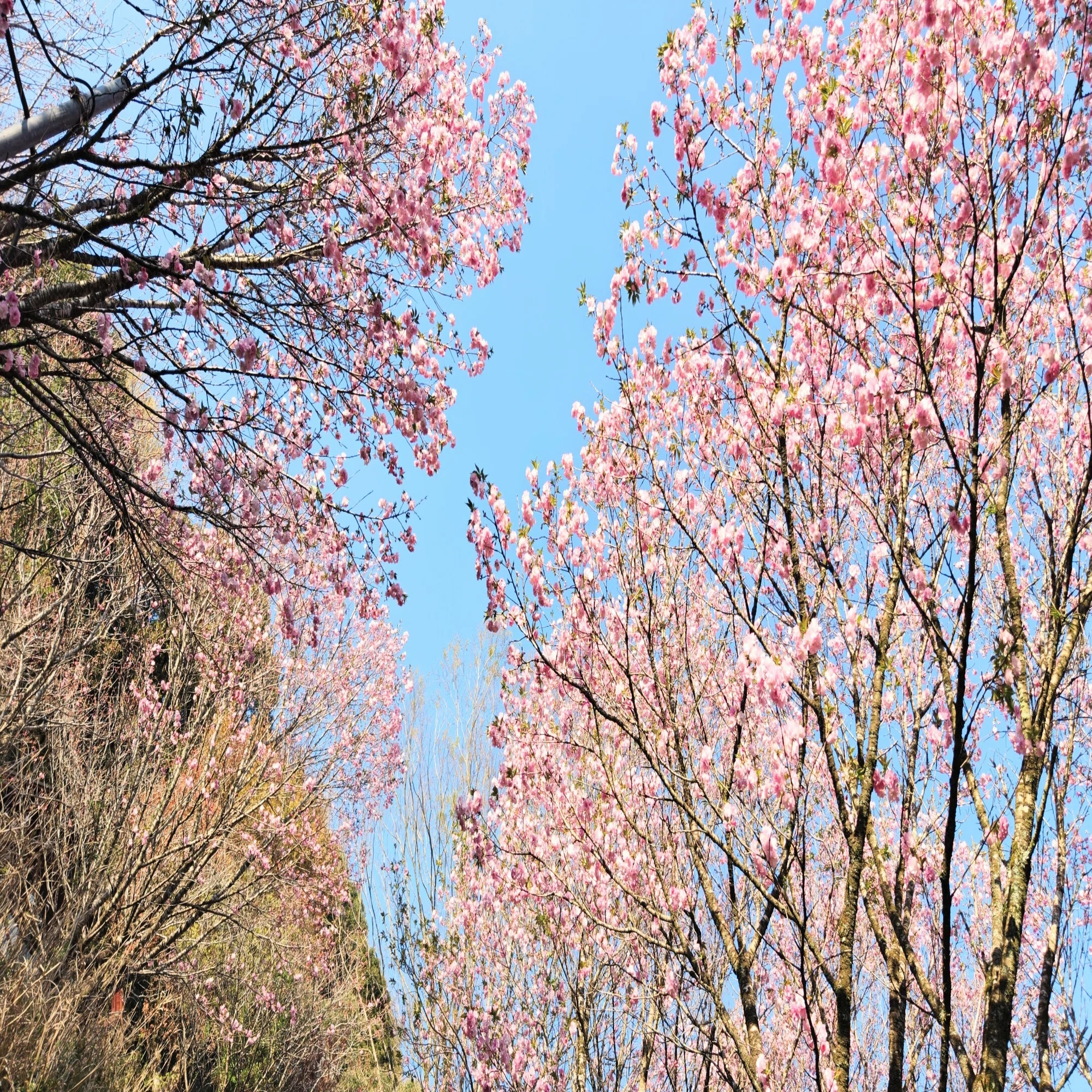 都城市】花見の名所のちょっと違うスポットを歩いてきました｜全速嫁タロゥ