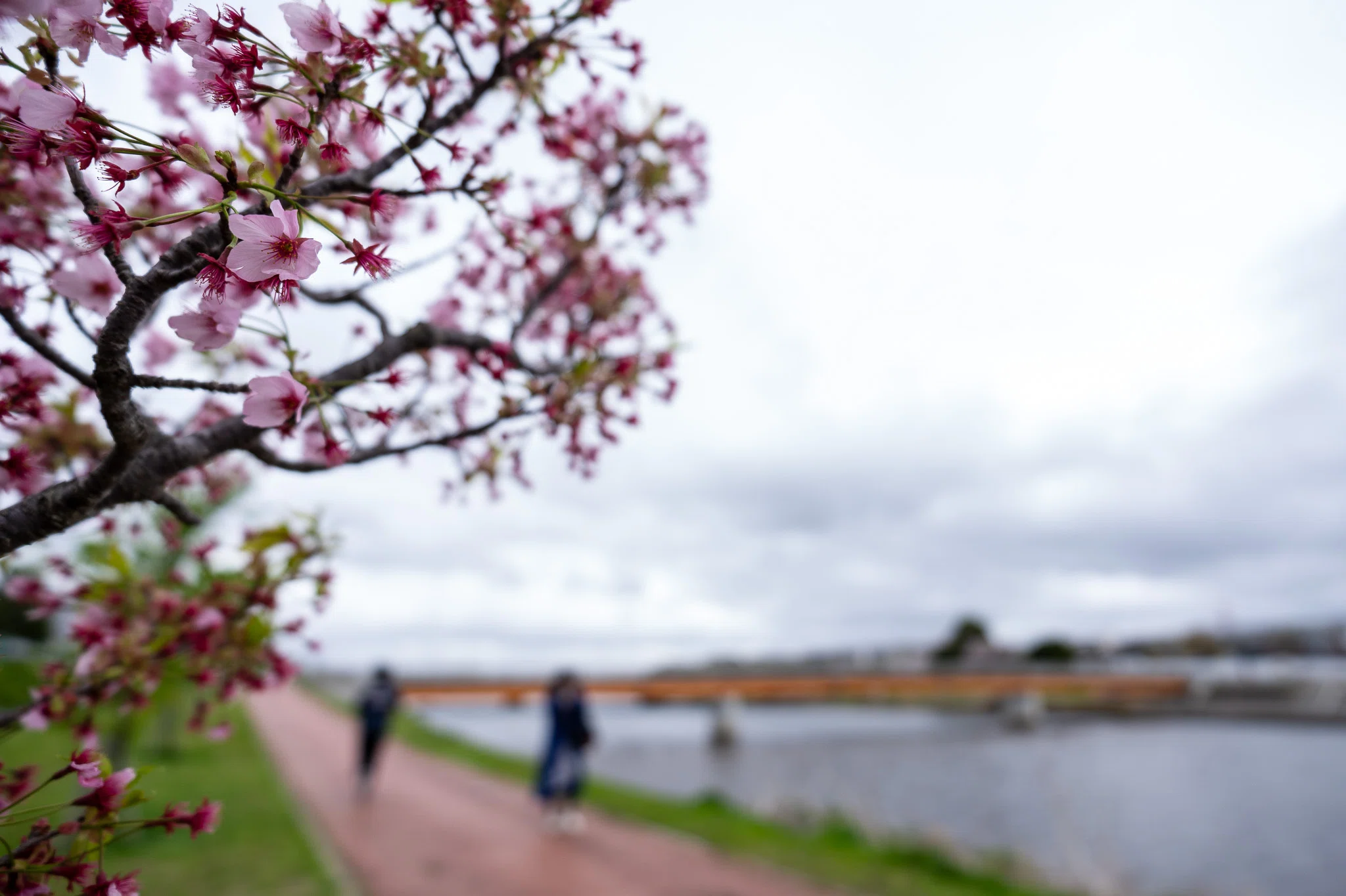 千葉県】八千代市・新川千本桜｜フォトグラファー KAORU