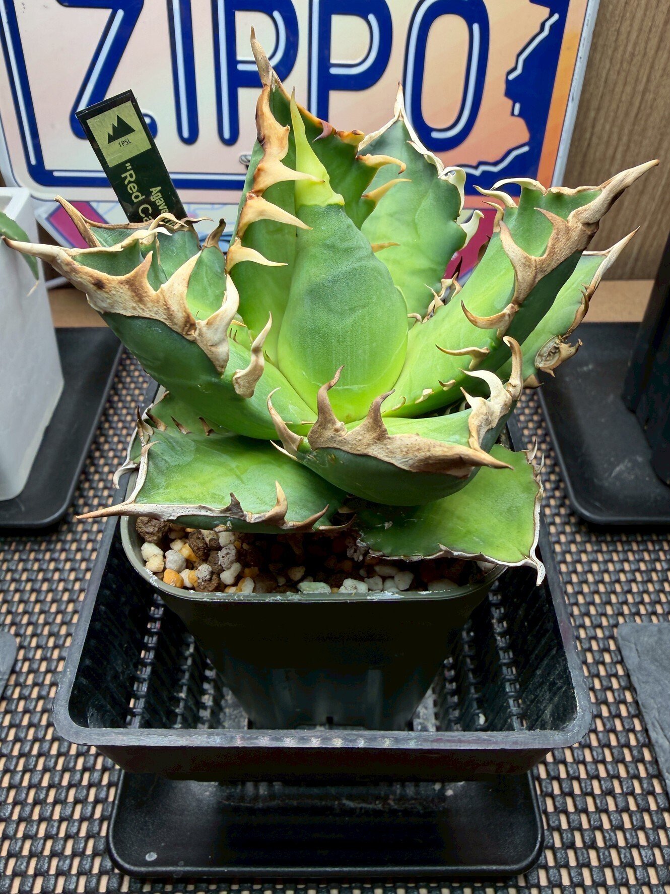 アガベ・多肉・塊根・灌木多種多様な