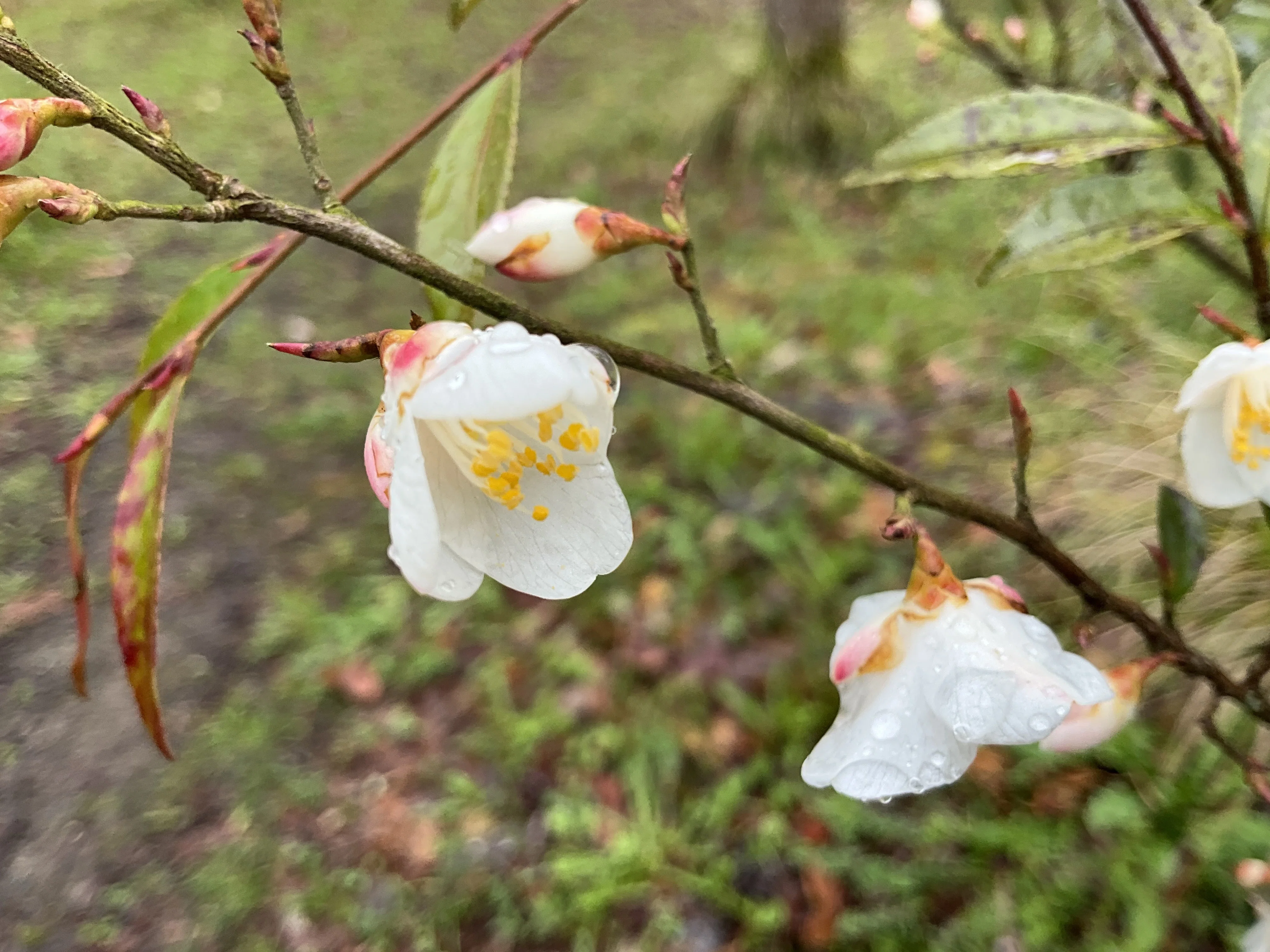 ヒメサザンカ（京都府立植物園）：2026年4月8日（水）｜藤井秀昭