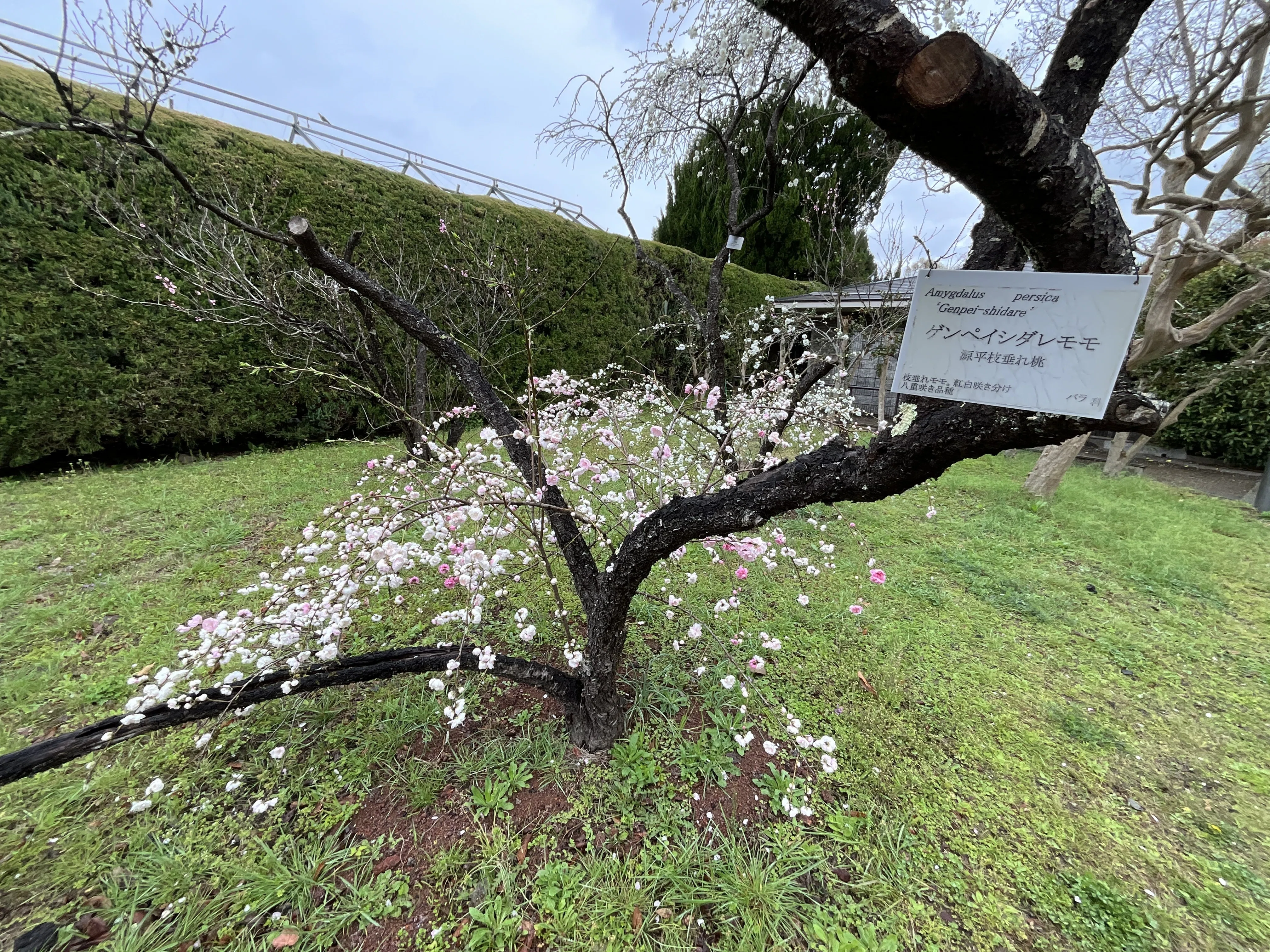 源平枝垂れ桃（京都府立植物園）：2026年4月4日（土）｜藤井秀昭