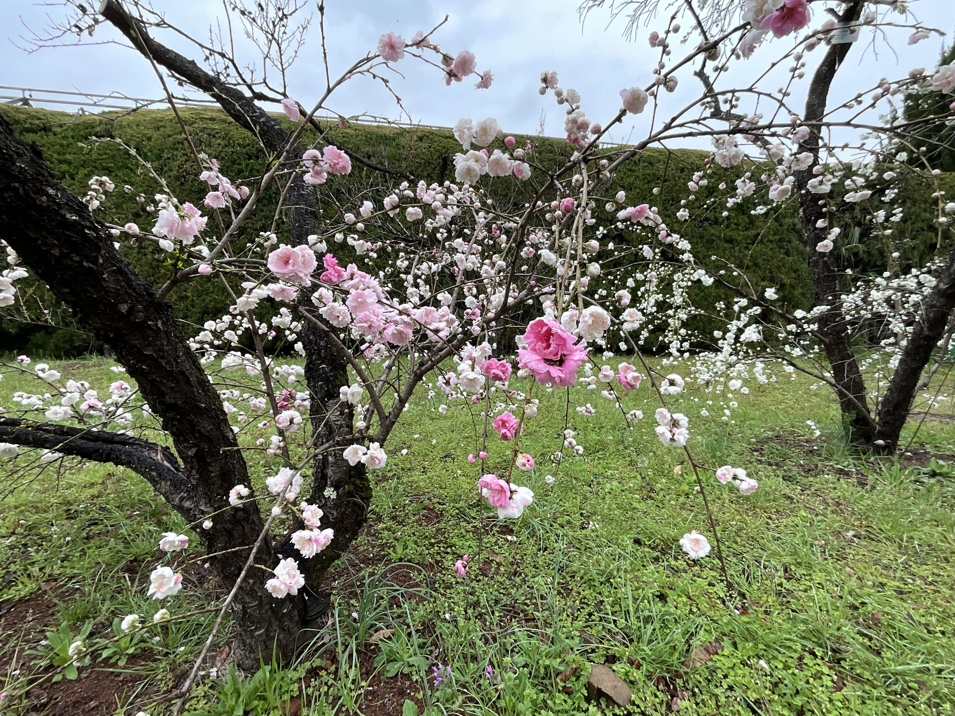 源平枝垂れ桃（京都府立植物園）：2026年4月4日（土）｜藤井秀昭