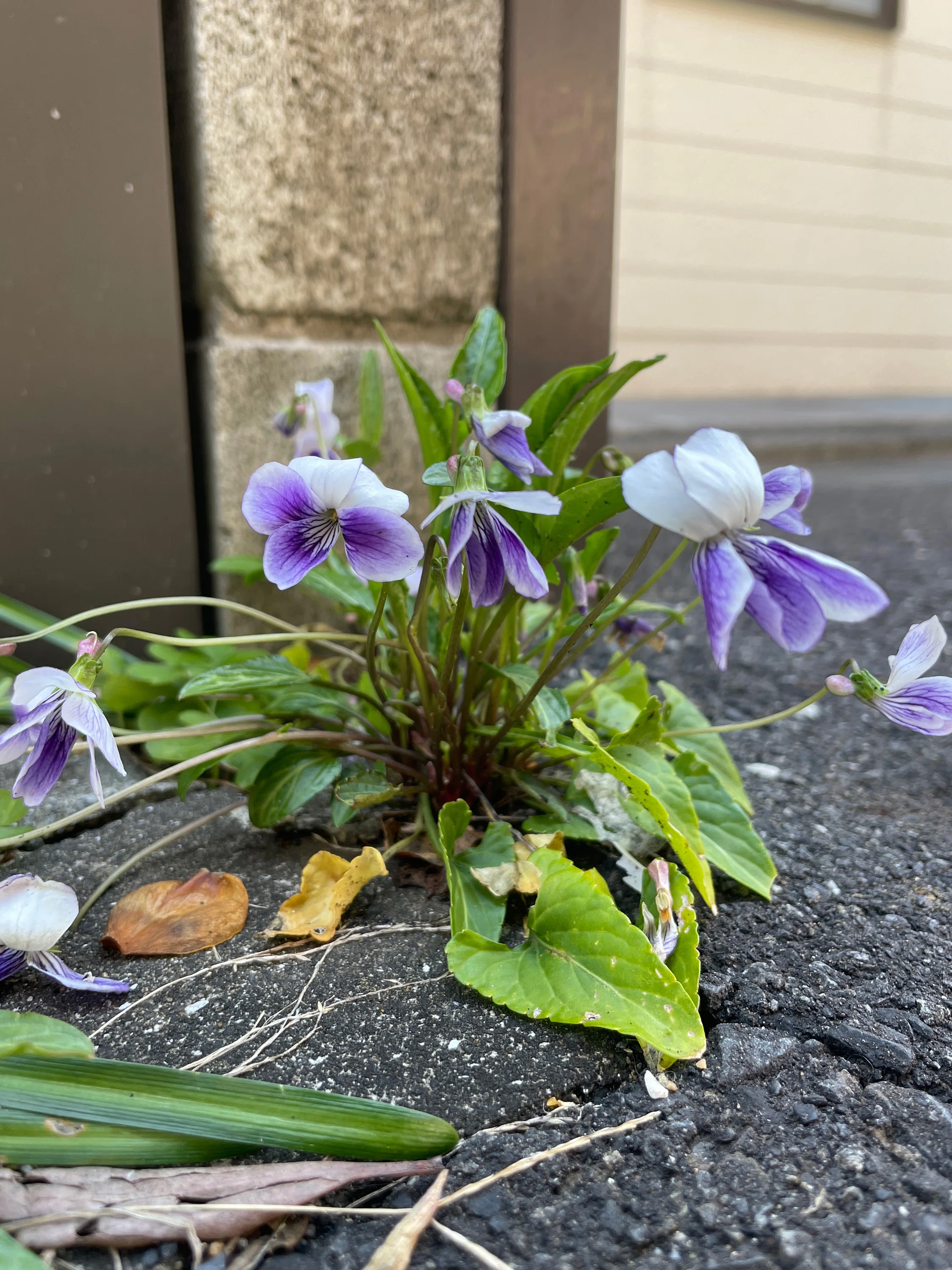 POTECHINO 半袖チュニック お花＆パール　ヒスクローネ　アキアカネ 3月～4月の街角お花リレー｜花と日々 yas
