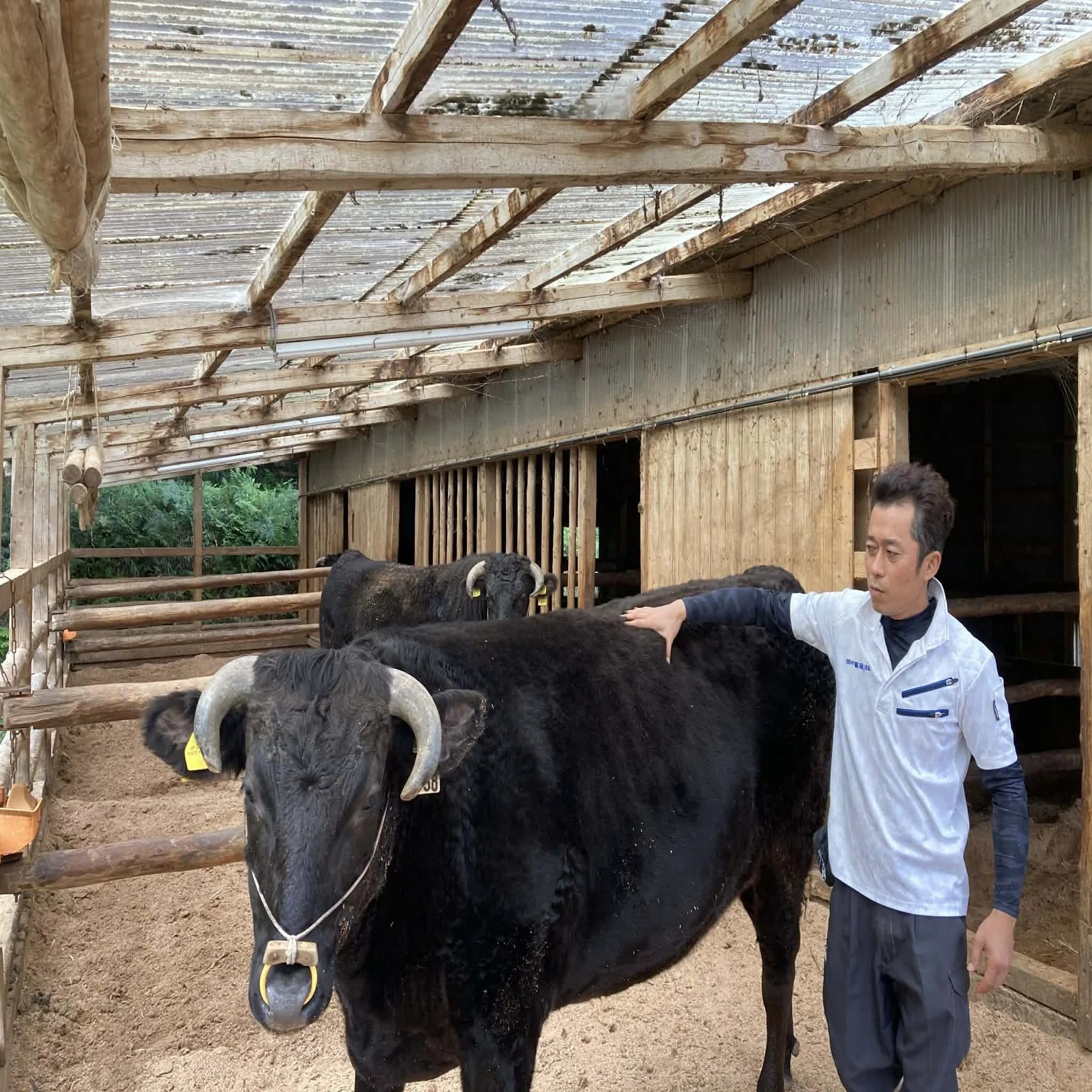 世界の憧れ「神戸ビーフKobe Beef」和牛で唯一の純血 Experience the 