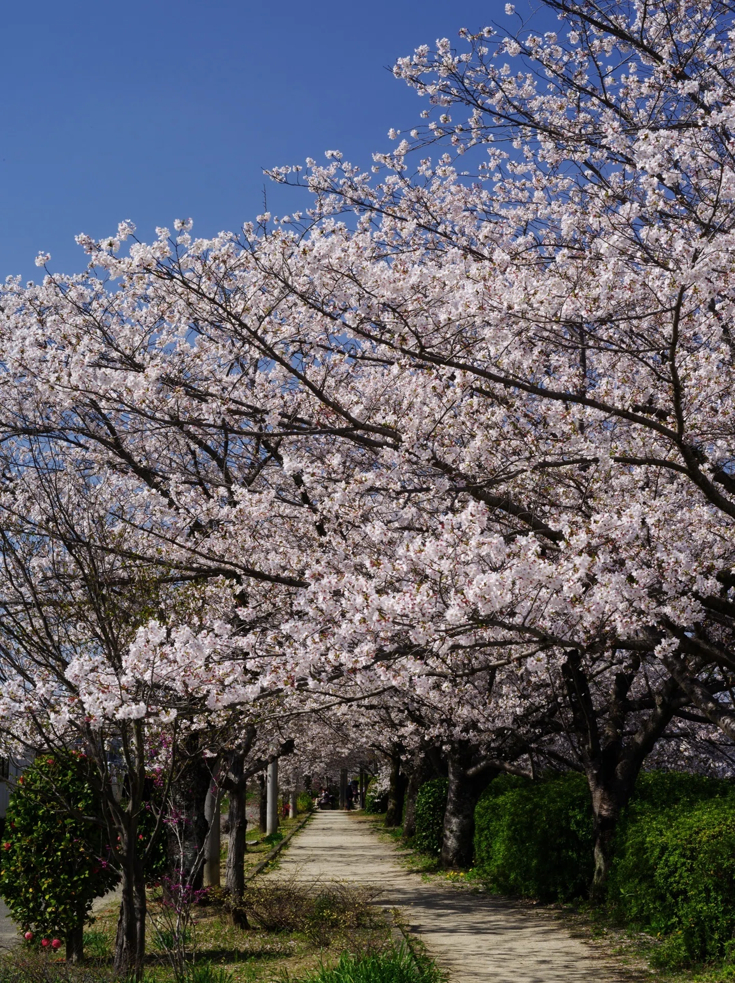 桜咲く佐布里パークロード ～撮影旅行よもやま話集～｜綺麗な風景写真