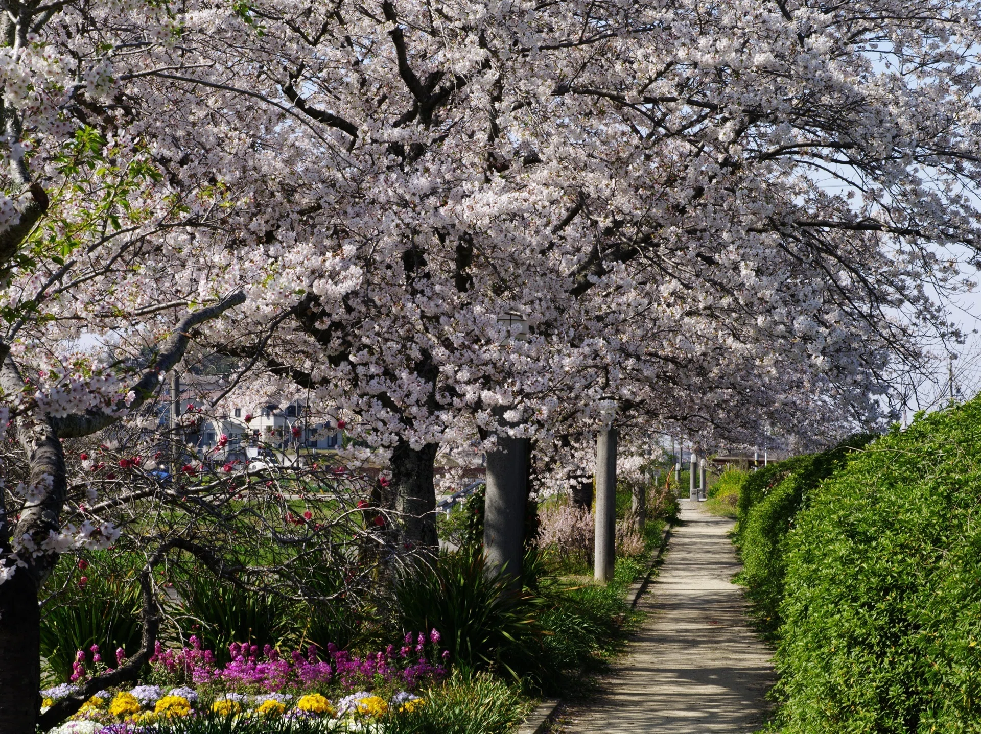 【B】さくら‪✿プロフ要確認様お取り置き 桜咲く佐布里パークロード ～撮影旅行よもやま話集～｜綺麗な風景写真