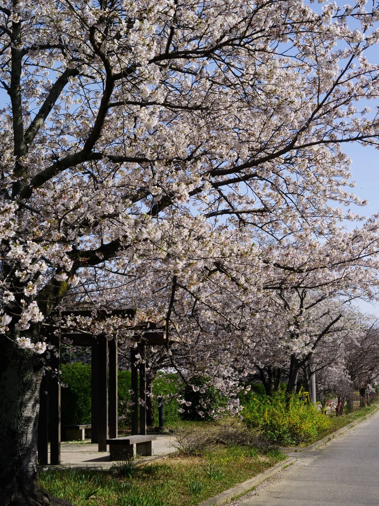 桜咲く佐布里パークロード ～撮影旅行よもやま話集～｜綺麗な風景写真