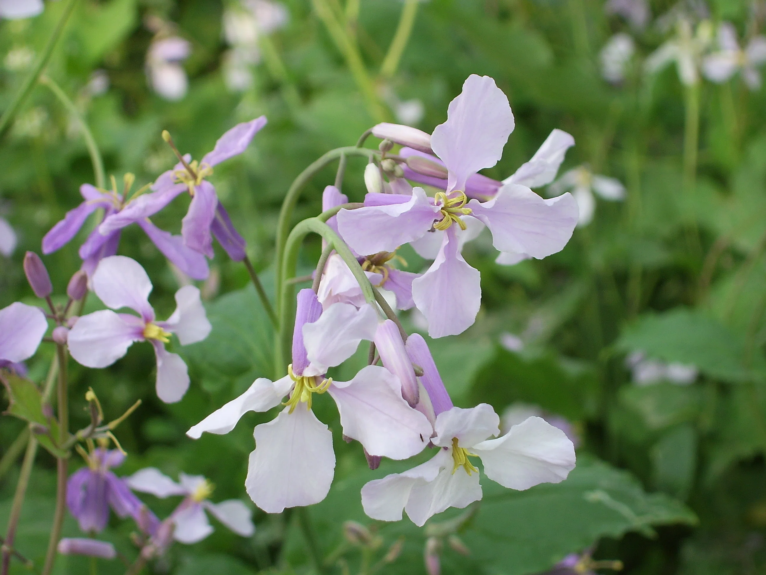 4月4日の誕生花💐｜篤也響究拓光／トクナリヒビキタクミ