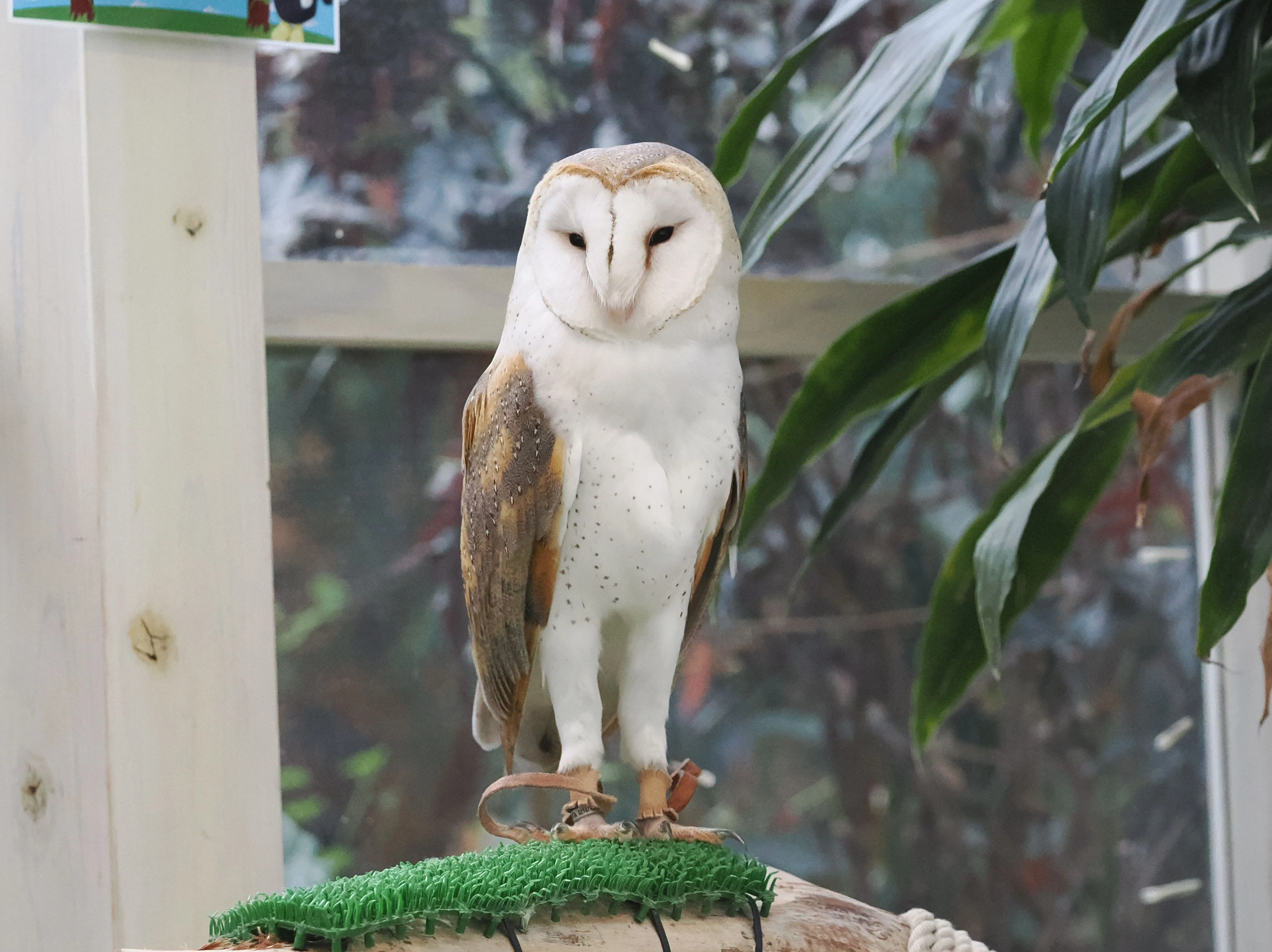 メンフクロウの写真集｜M_ayumi