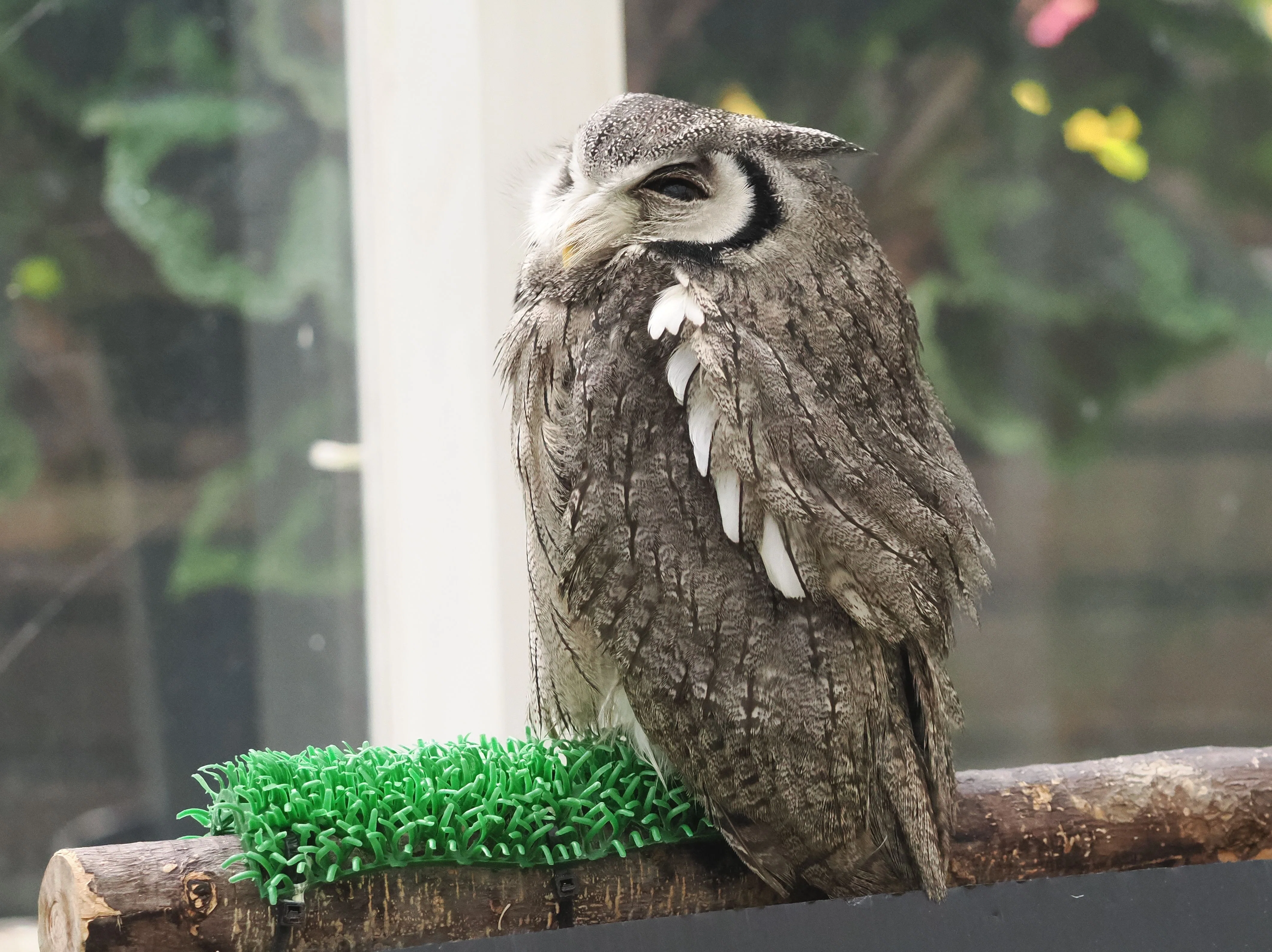 オオコノハズクとオオミズアオのバードカービング オオコノハズクと