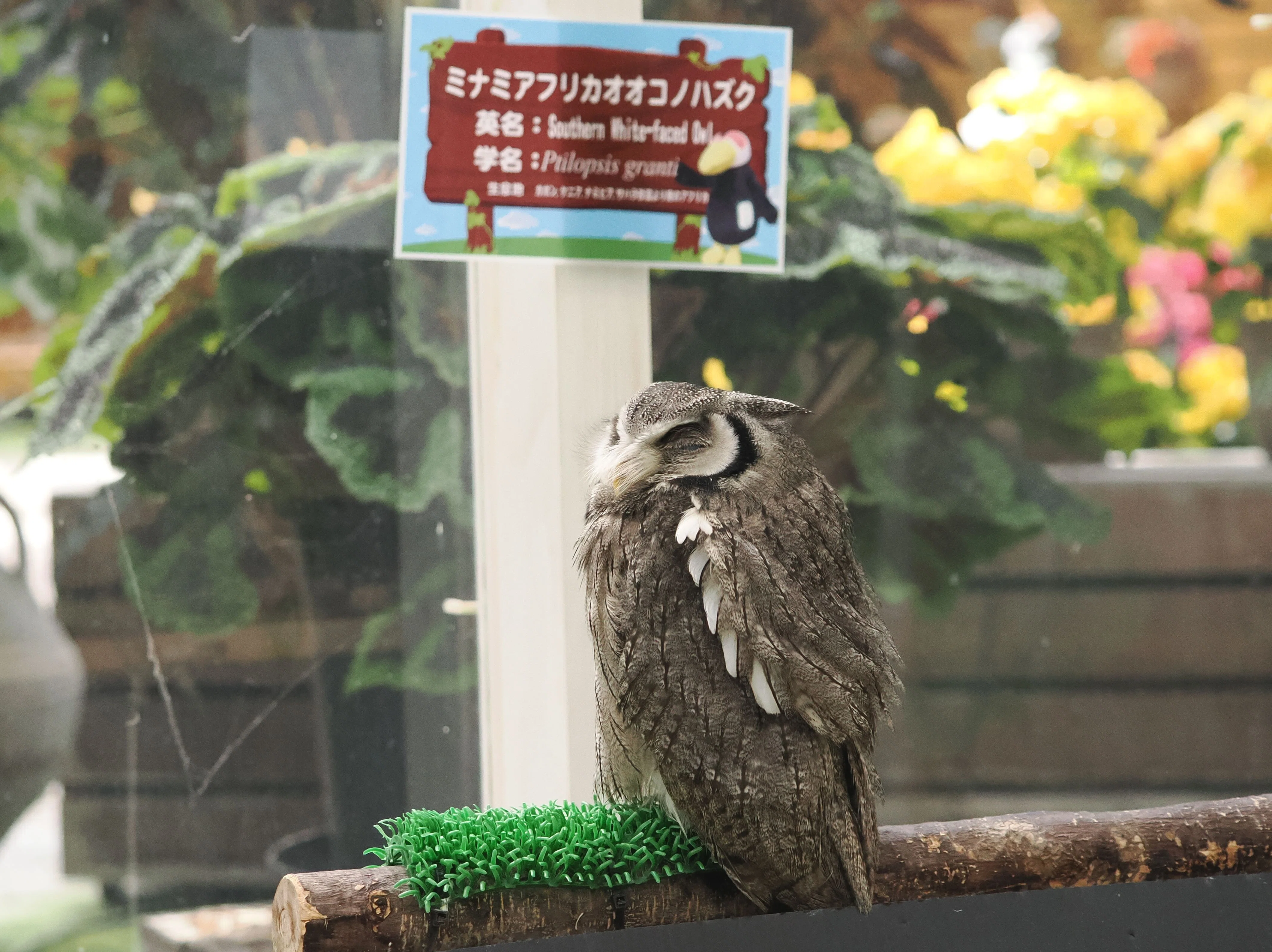 ミナミ）アフリカオオコノハズクの写真集｜M_ayumi
