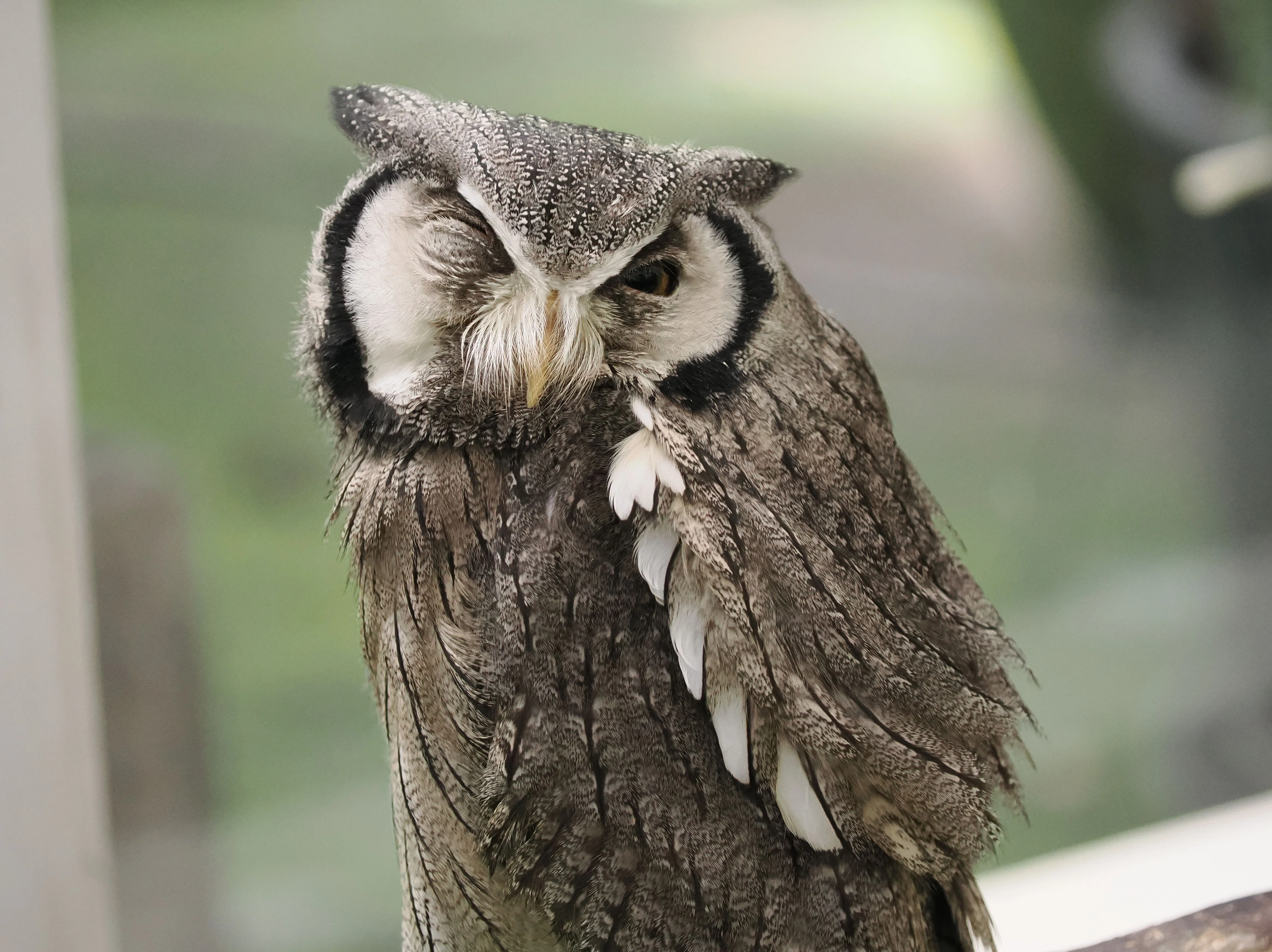 ミナミ）アフリカオオコノハズクの写真集｜M_ayumi