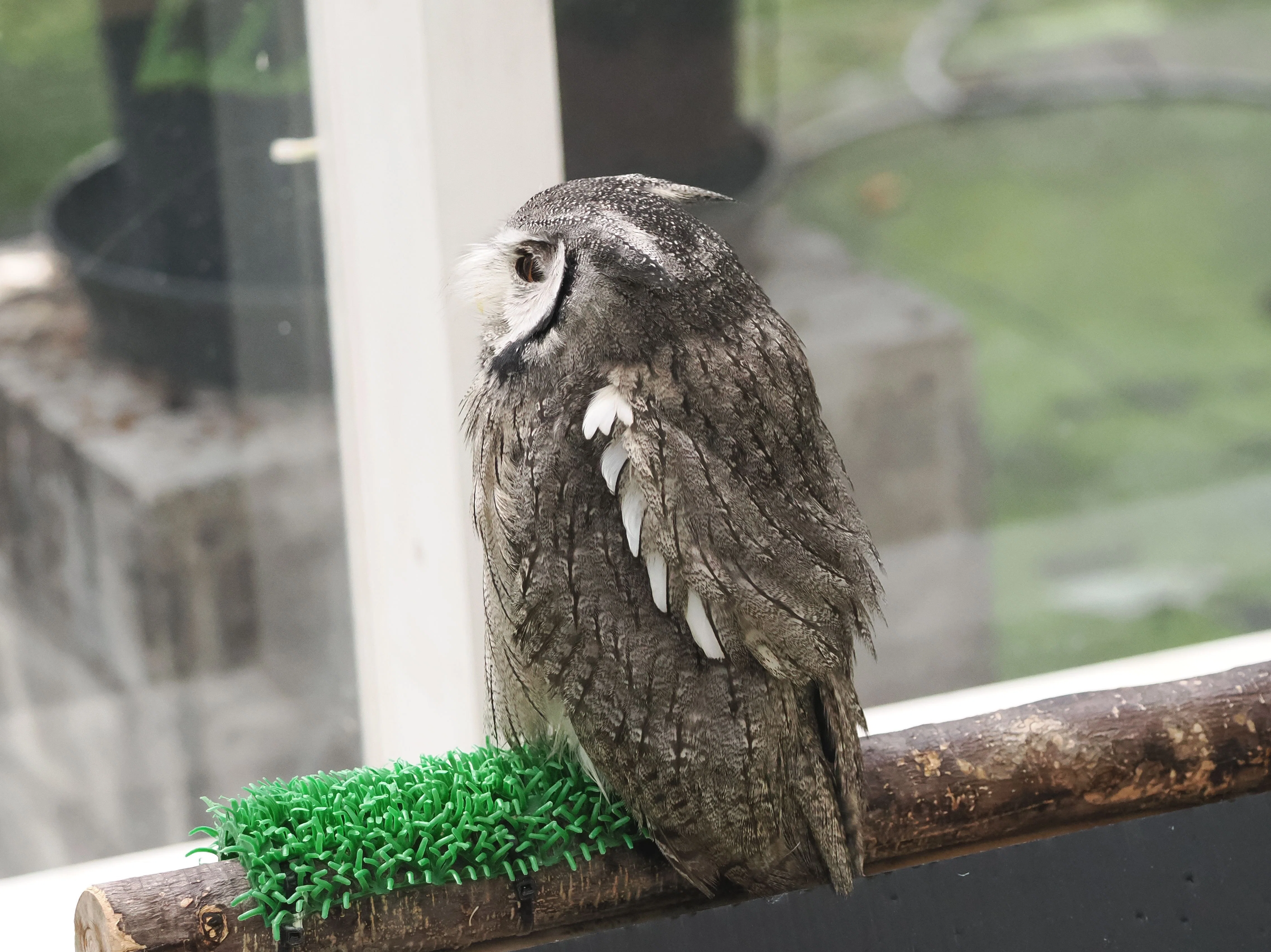 ミナミ）アフリカオオコノハズクの写真集｜M_ayumi