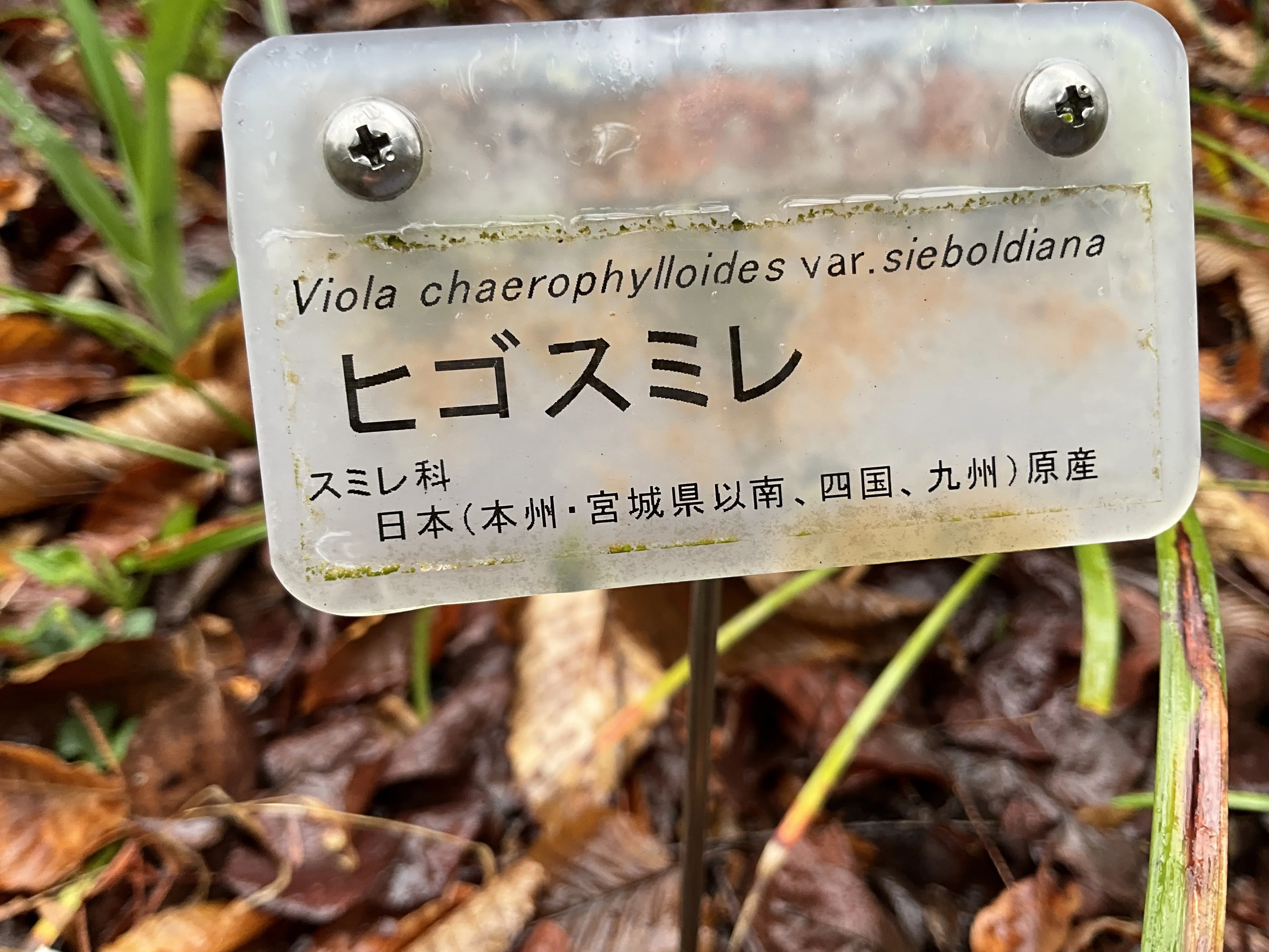 ヒゴスミレ（京都府立植物園）：2026年4月4日（土）｜藤井秀昭（『京都
